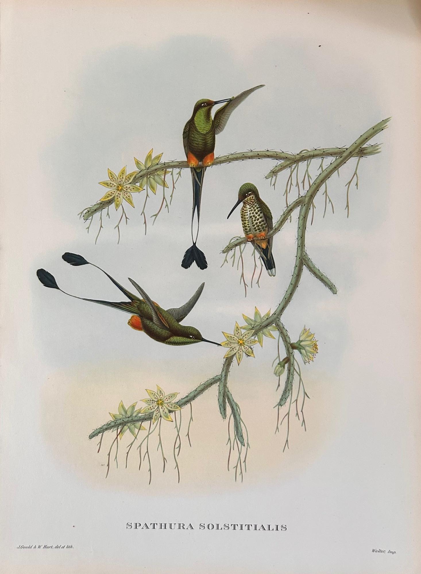 Fabuloso conjunto de seis láminas de aves tropicales de Gould sin marco Británico en venta