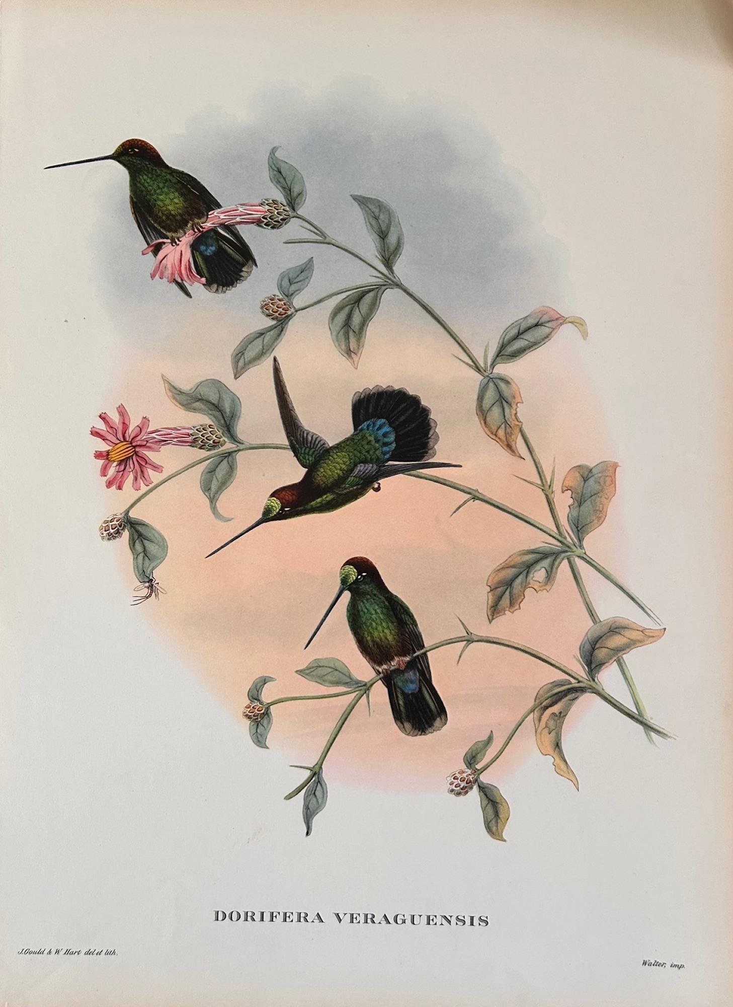 Fabuloso conjunto de seis láminas de aves tropicales de Gould sin marco en Bueno estado para la venta en Pewsey, GB
