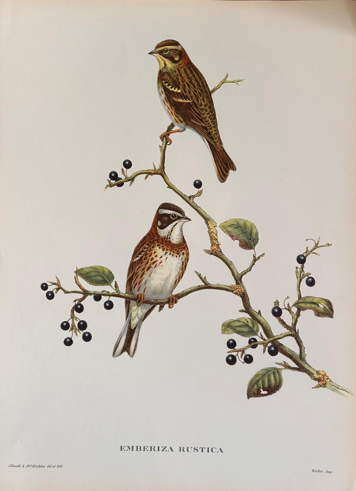 Fabuloso conjunto de seis láminas de aves tropicales de Gould sin marco Papel en venta