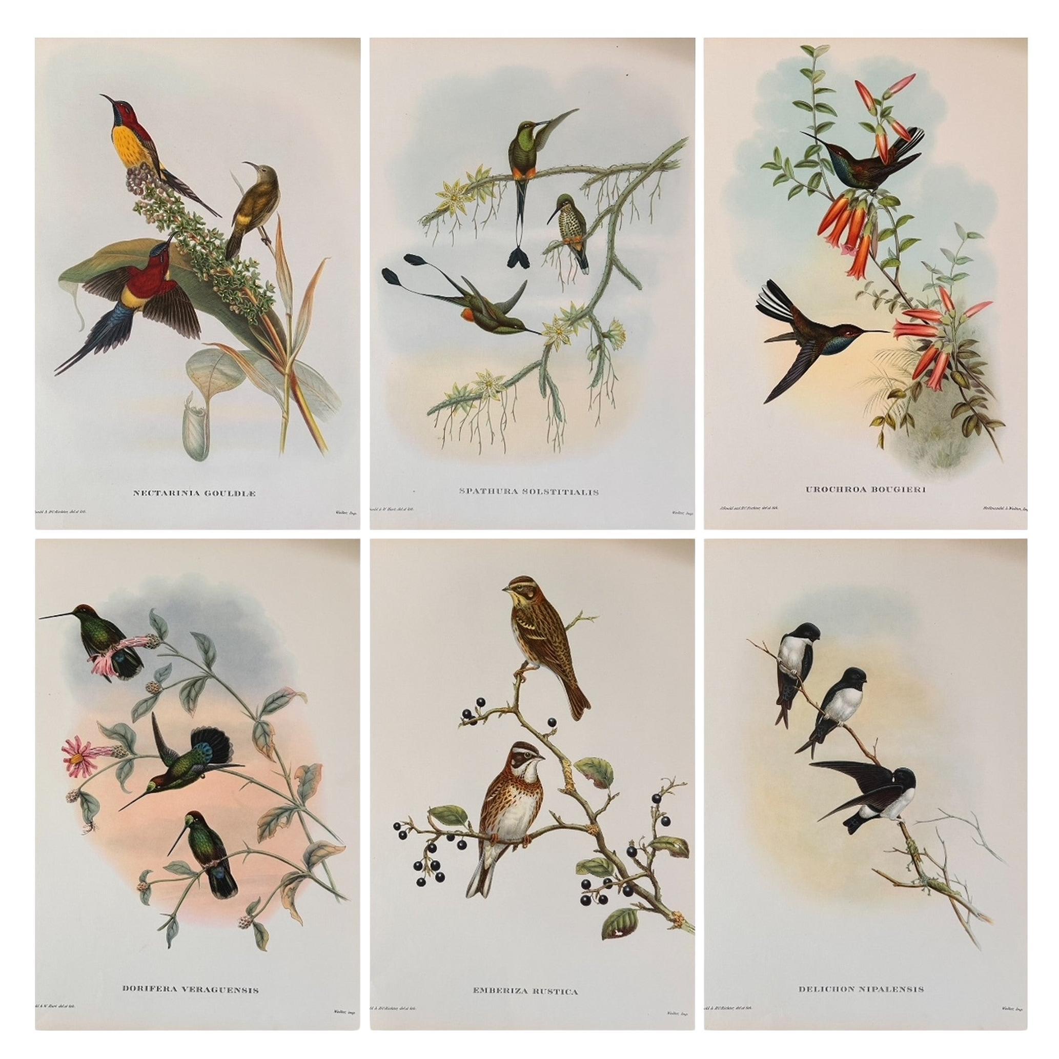 Fabuleux ensemble de six tirages d'oiseaux tropicaux Gould non encadrés