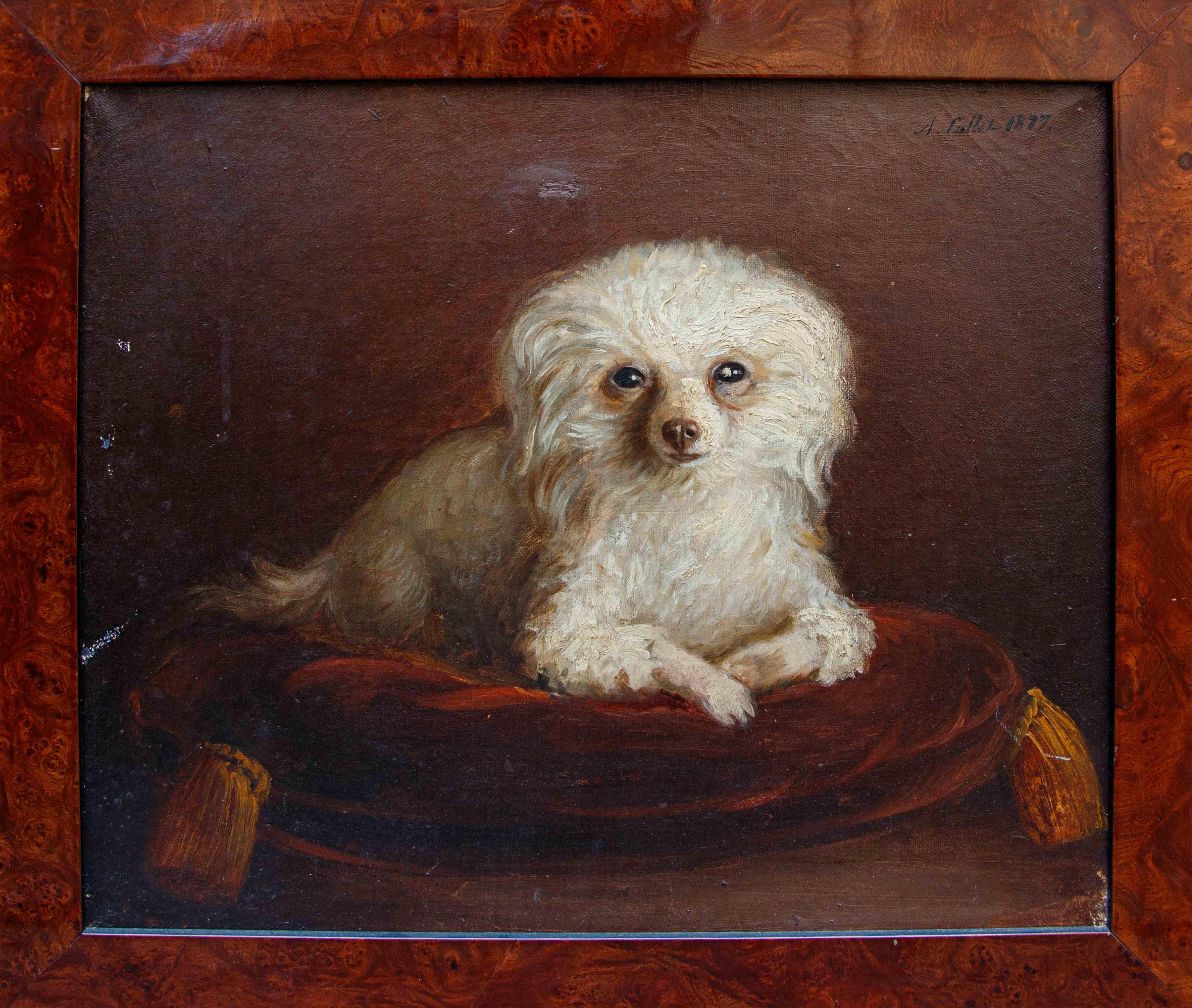 Di A. Fallol, Ritratto di Barboncino