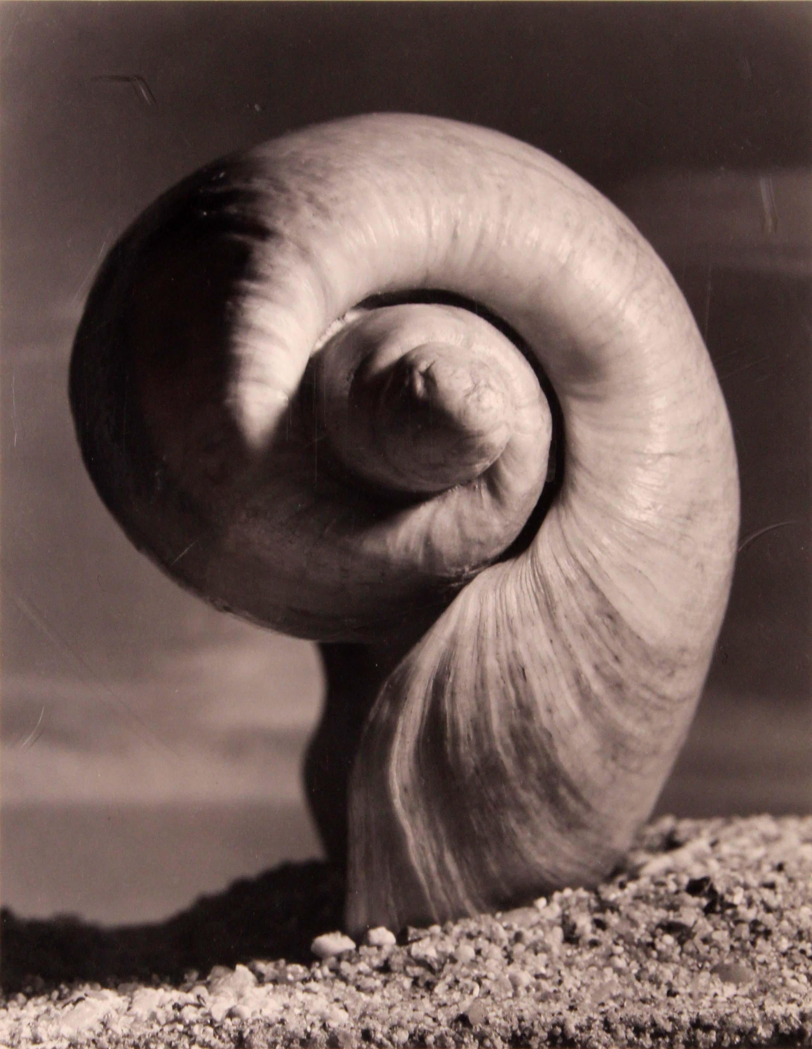 A dramatic gelatin silver print titled “Olla Volute” by Andreas Feininger. Circa 1950. Hand signed in pencil on the bottom right with an annotation of 2/10 on the bottom left. From the artist’s “Portfolio of Shells” series. An extraordinary example