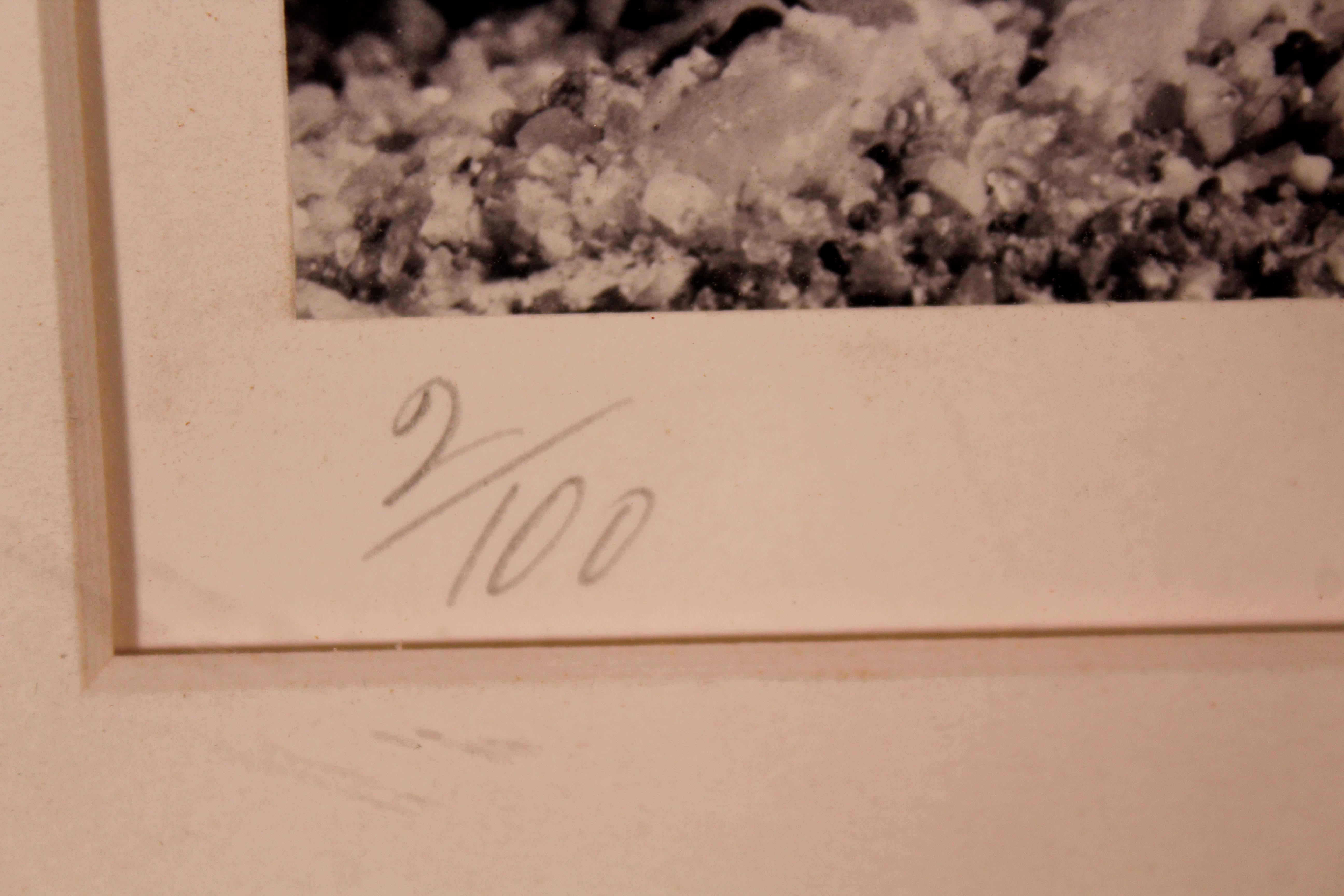Paper A. Feininger Olla Volute 1950 Signed Portfolio of Shells Gelatin Silver Print