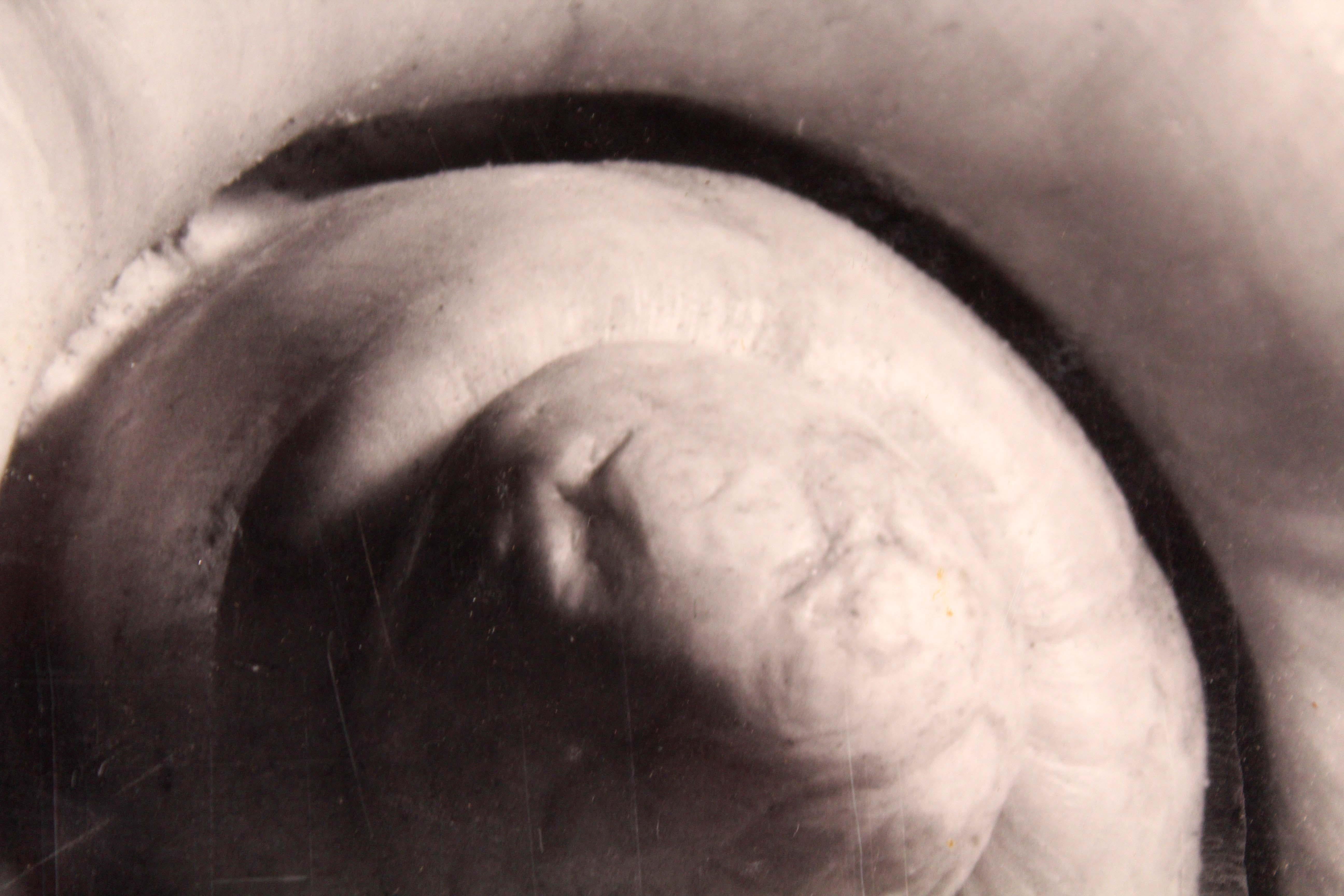 A. Feininger Olla Volute 1950 Signed Portfolio of Shells Gelatin Silver Print 1