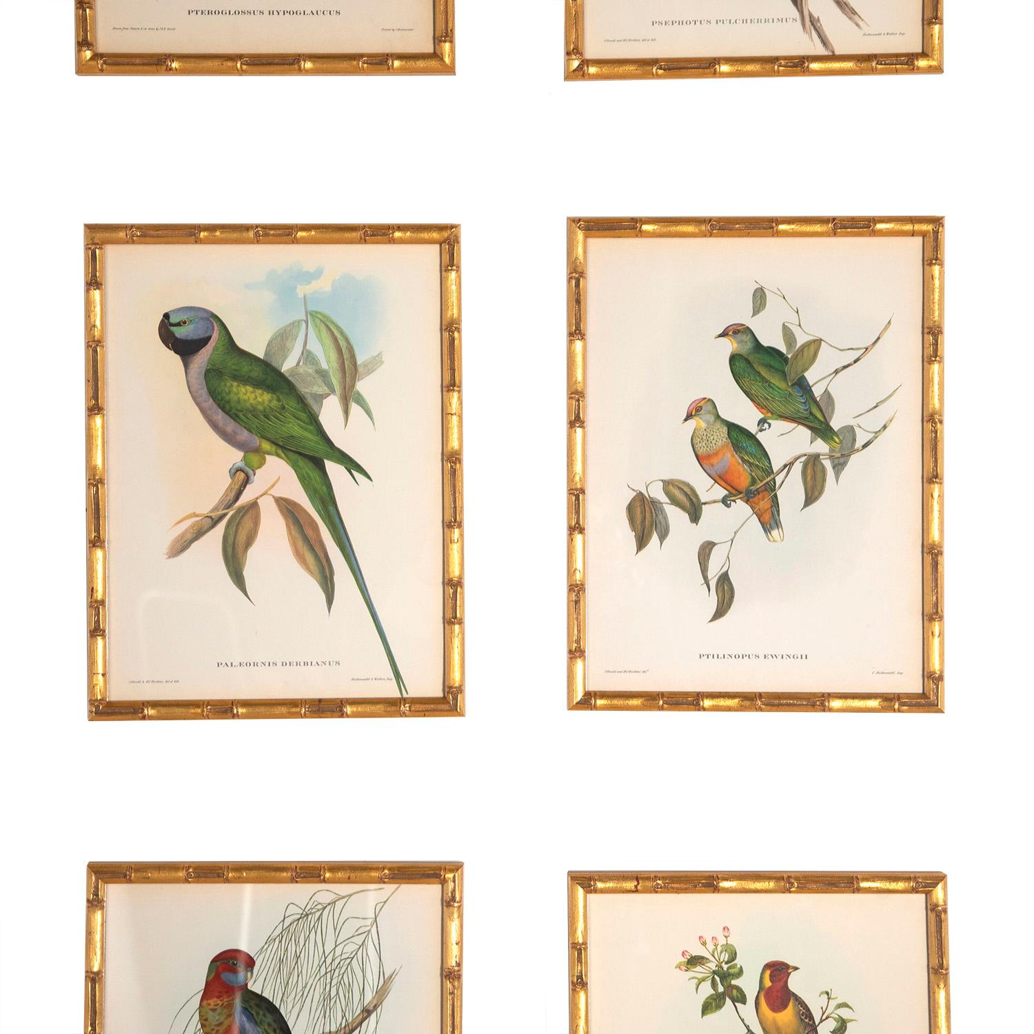 A fine set of 9 lithographs from 1955 edition of Tropical Birds by J Gould, lithographs by C Hullmandel. Presented in bespoke handmade gilt bamboo frames behind Tru Vu glass which affords the prints some protection.