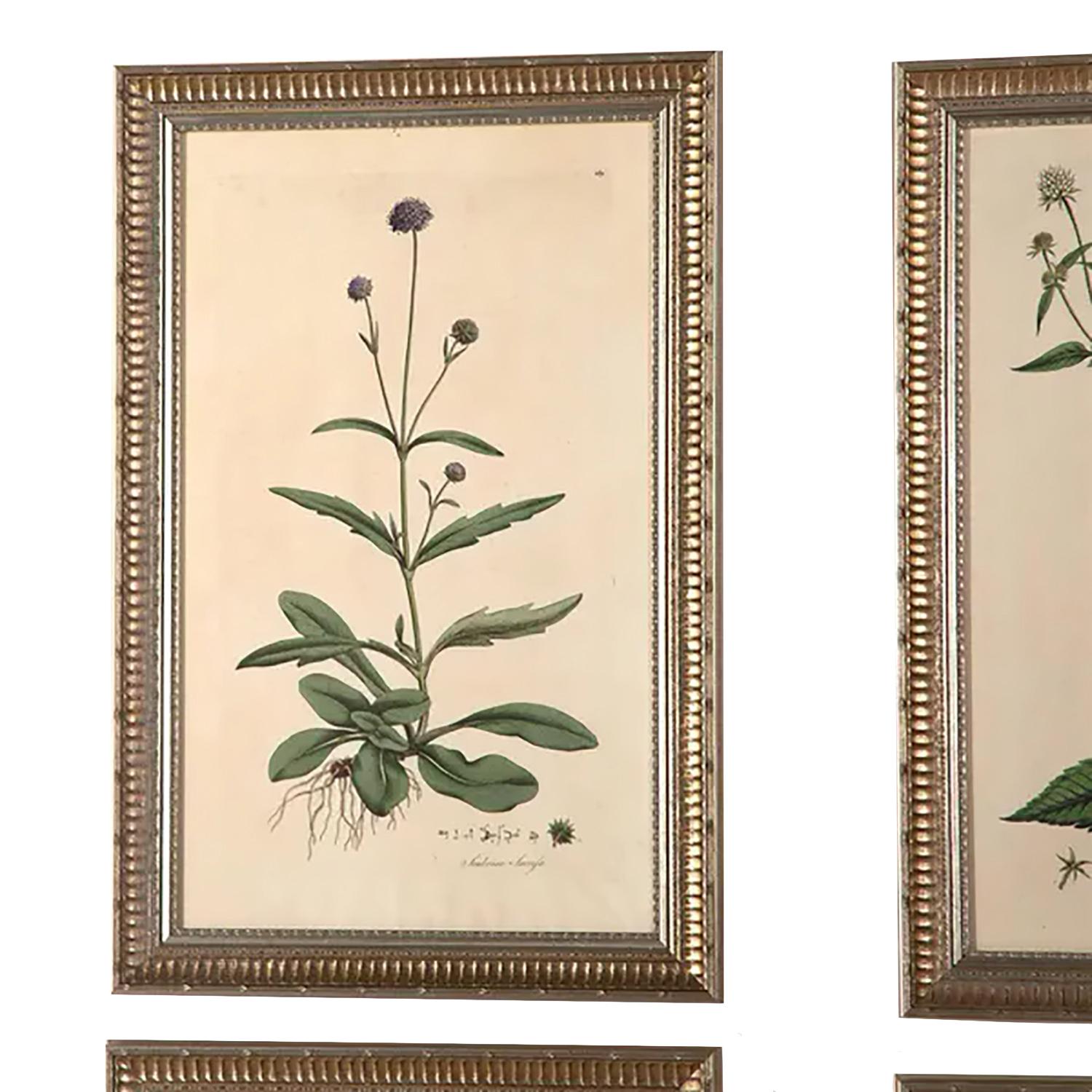 A fine and extremely rare set of botanicals from Flora Londinensis published in 1777 by William Curtis. Only 300 copies of this book were issued. It described the flora found in London and surrounding area in the mid-18th century. The handcolored