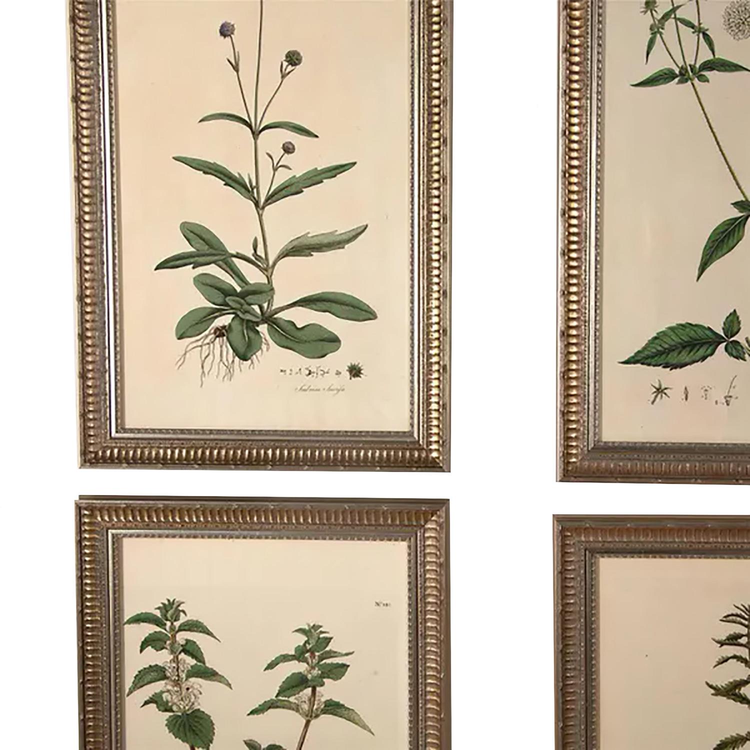 English Fine Set of Six William Curtis Botanicals