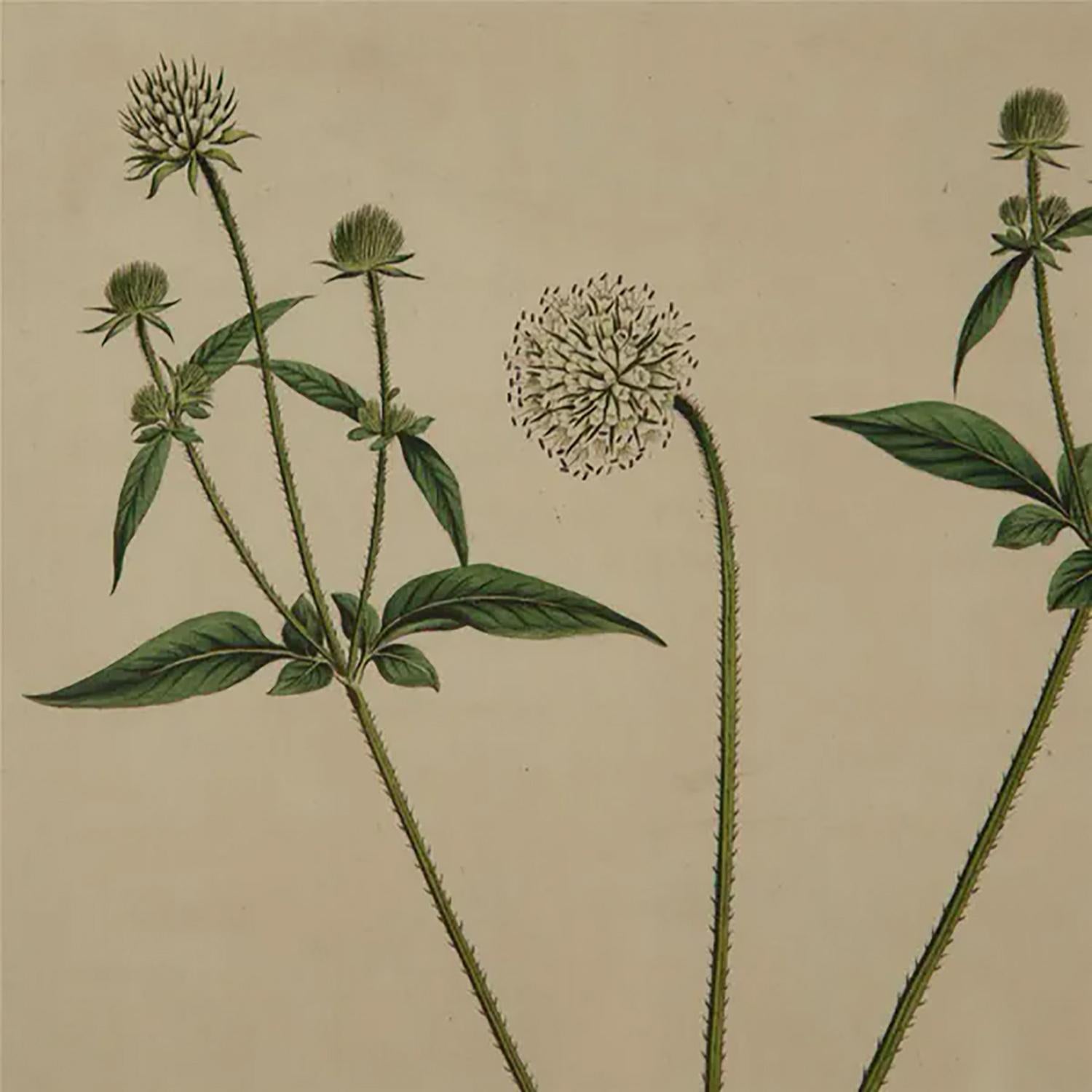 18th Century and Earlier Fine Set of Six William Curtis Botanicals