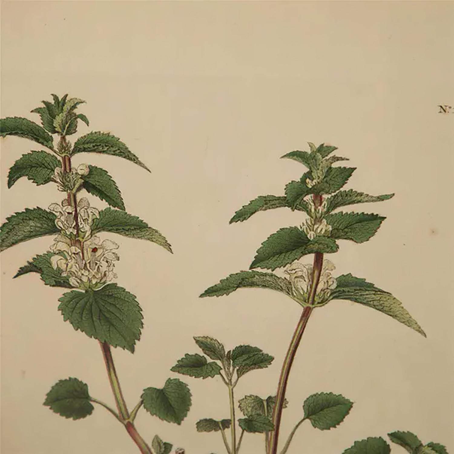 Paper Fine Set of Six William Curtis Botanicals
