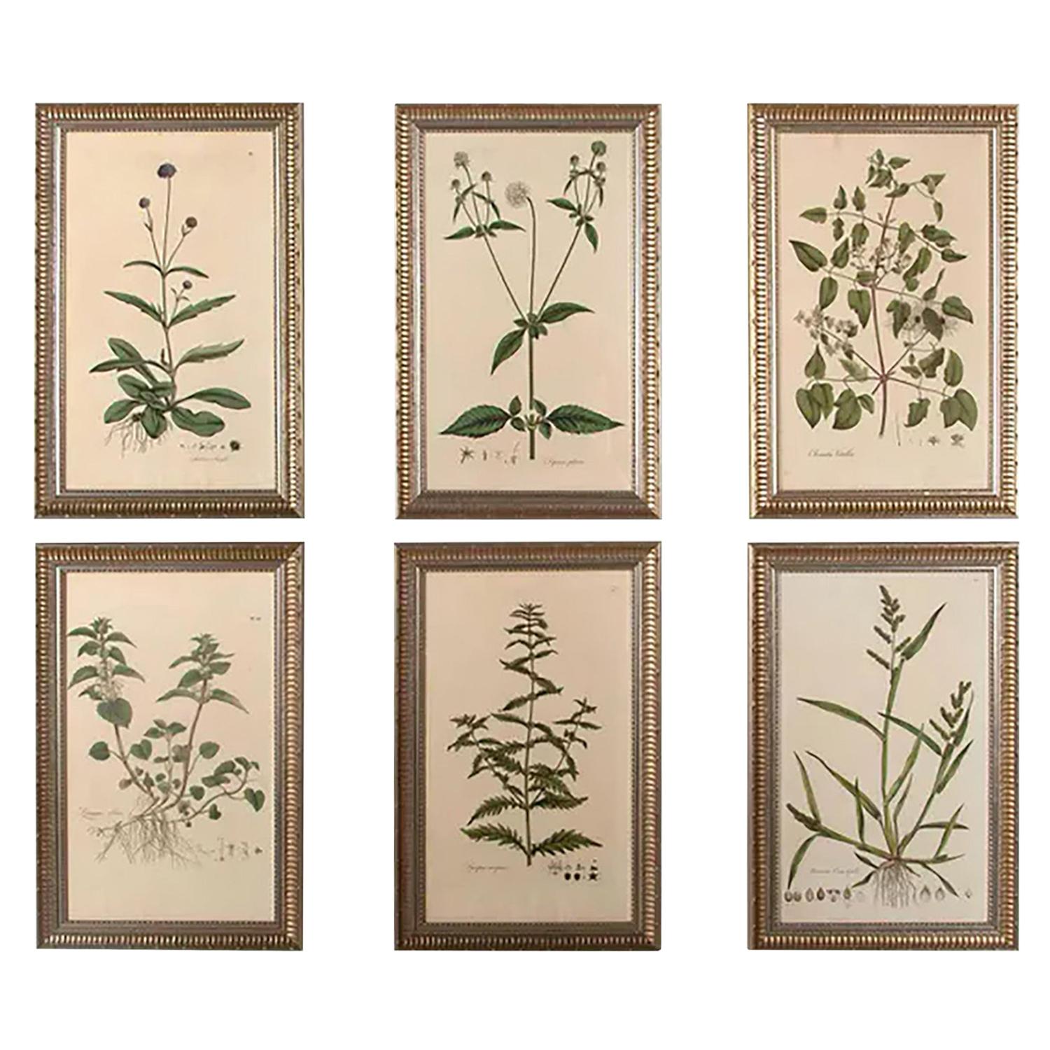 Fine Set of Six William Curtis Botanicals