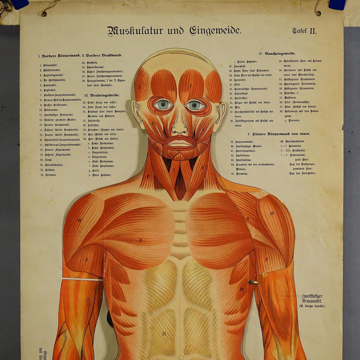 Rare planche murale anatomique du 19e siècle représentant la musculature humaine et les organes internes. Avec des organes humains multicolores amovibles comme les poumons, le cœur, le foie, les reins, etc. En pliant les multiples couches, la