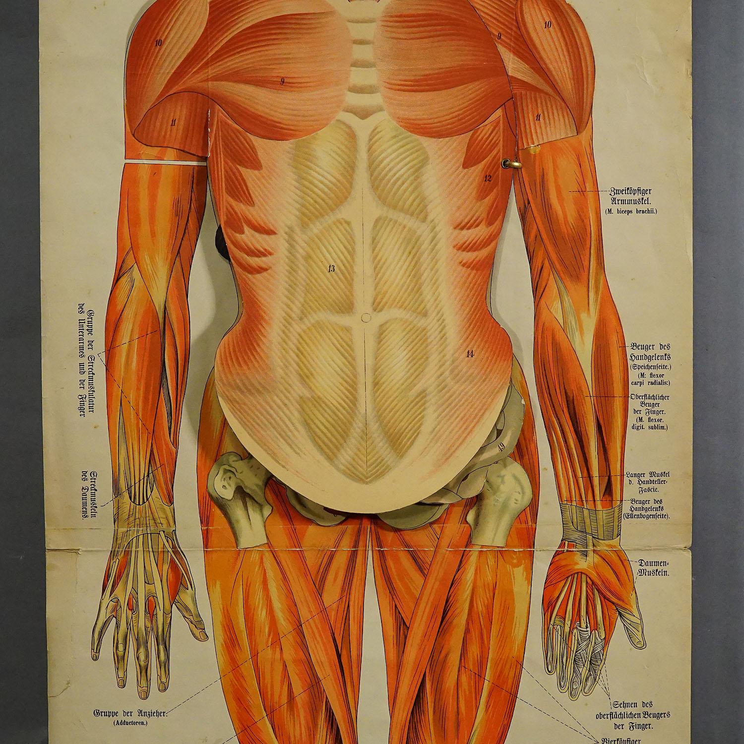 Klappbare Anatomische Wandtafel mit menschlicher Muskulatur (Viktorianisch) im Angebot