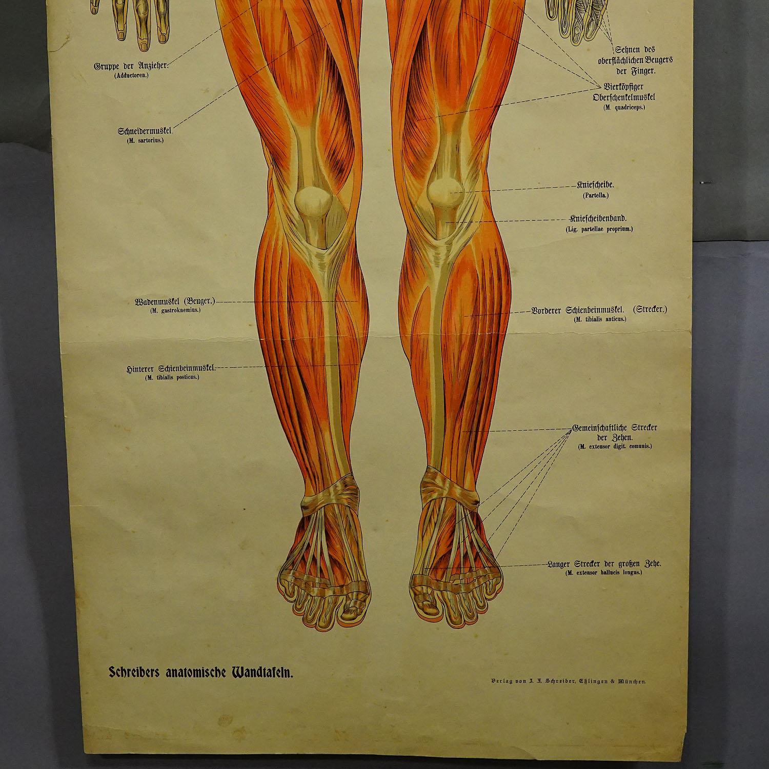 Klappbare Anatomische Wandtafel mit menschlicher Muskulatur (Deutsch) im Angebot