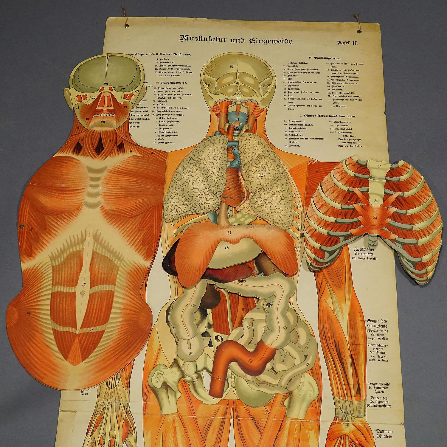 Tableau mural pliable anatomique représentant la musculature humaine Bon état - En vente à Berghuelen, DE