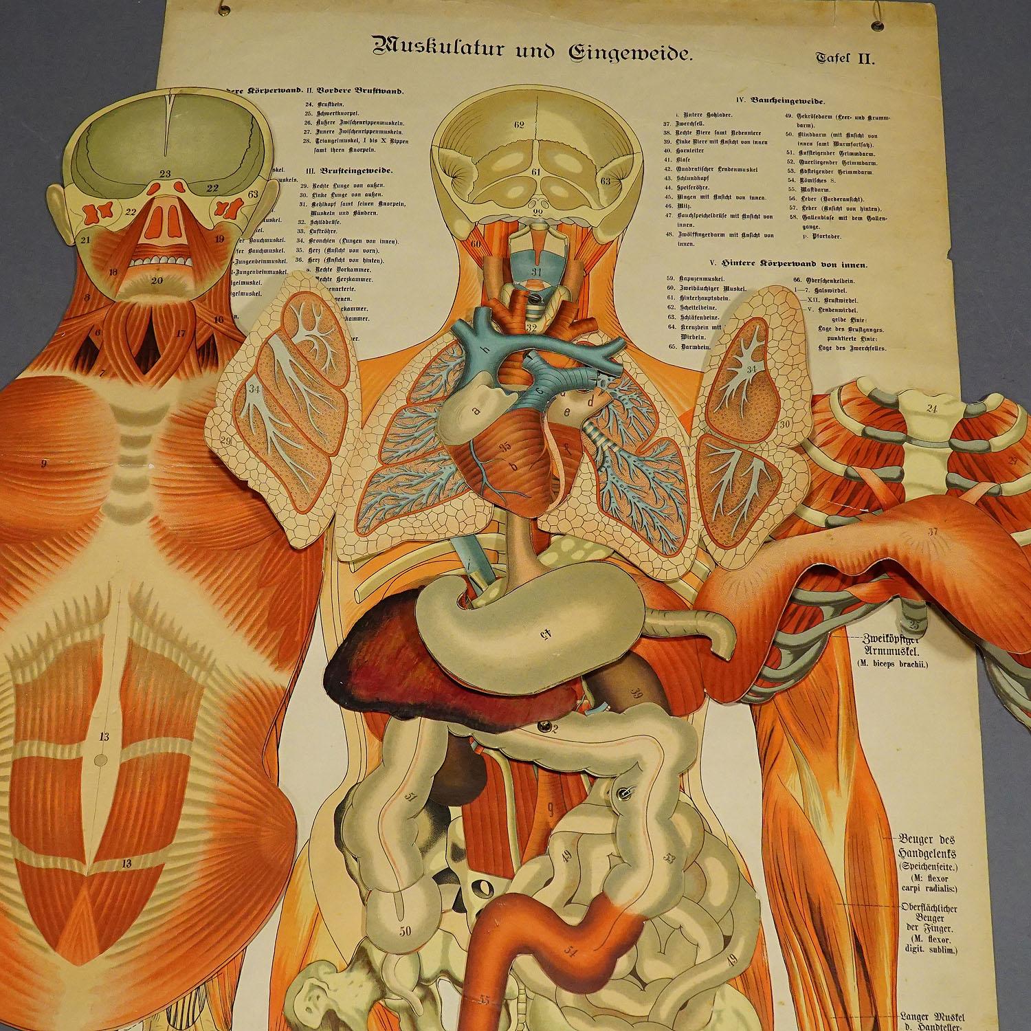 Victorian Foldable Anatomical Wall Chart Depicting Human Musculature For Sale
