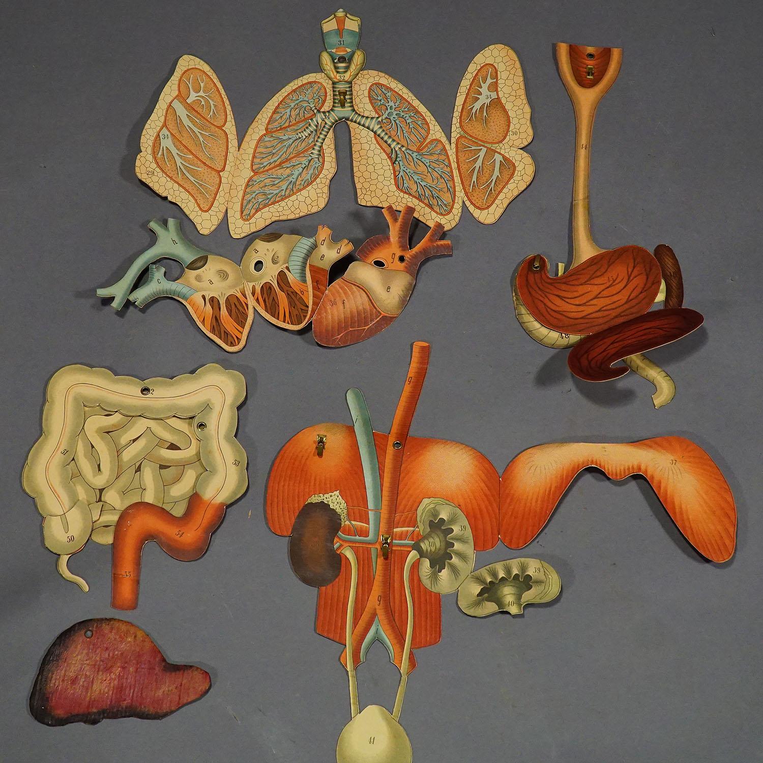 Papier Tableau mural pliable anatomique représentant la musculature humaine en vente