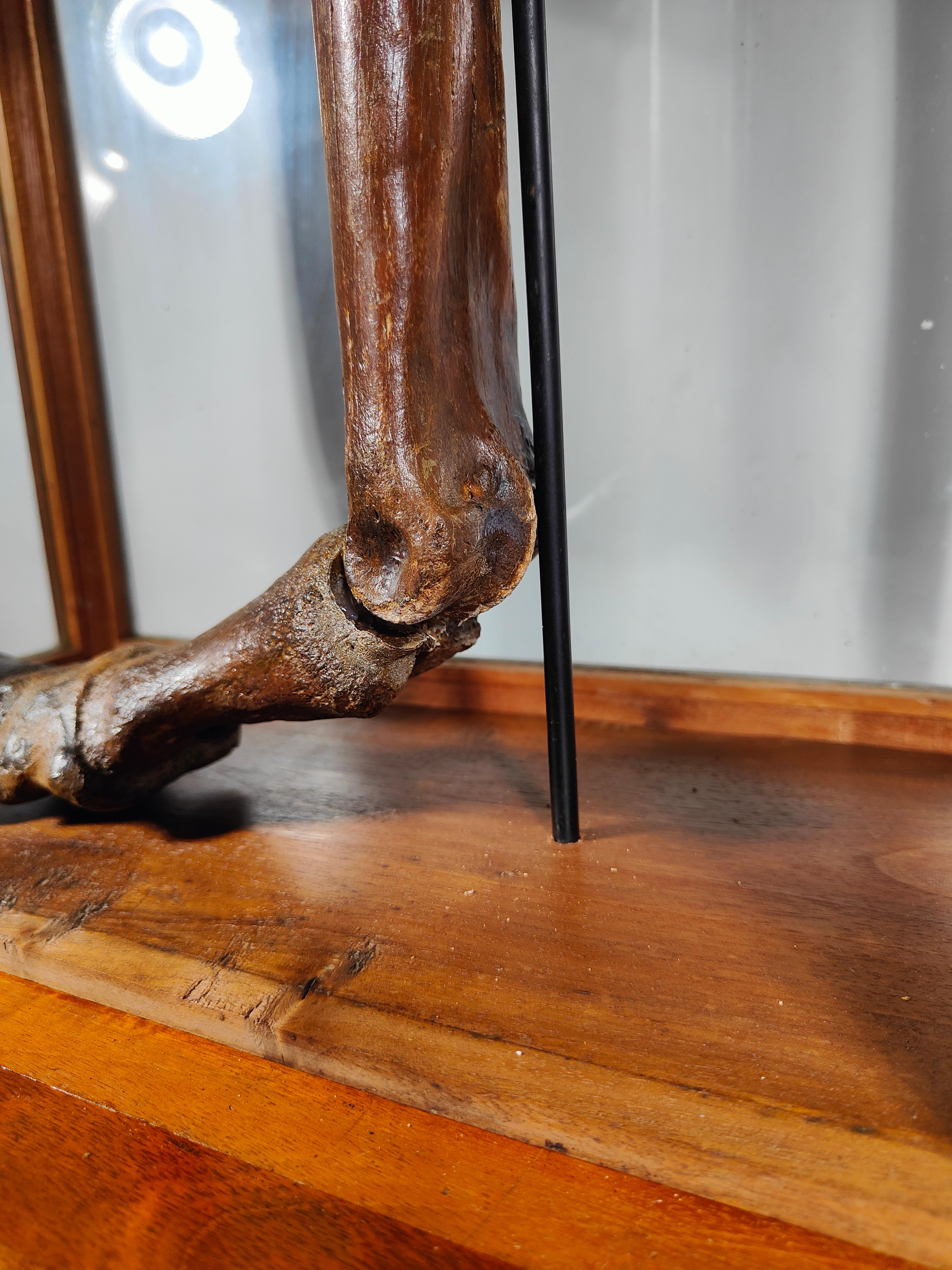 Fossilized Horse Leg. Equus Sp., Pleistocene, Florida, USA For Sale 5