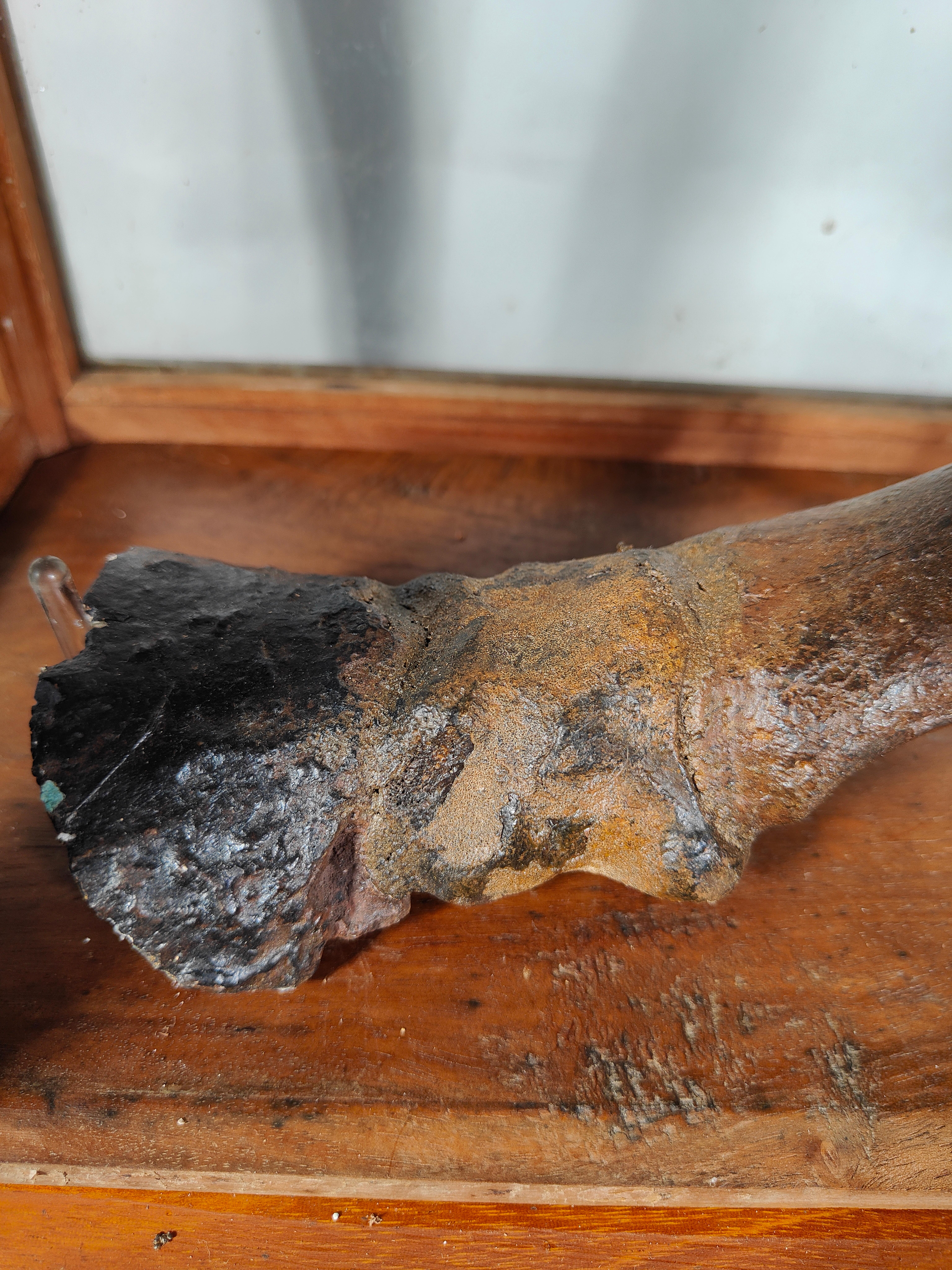 Fossilized Horse Leg. Equus Sp., Pleistocene, Florida, USA For Sale 7