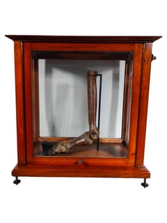 Fossilized Horse Leg. Equus Sp., Pleistocene, Florida, USA