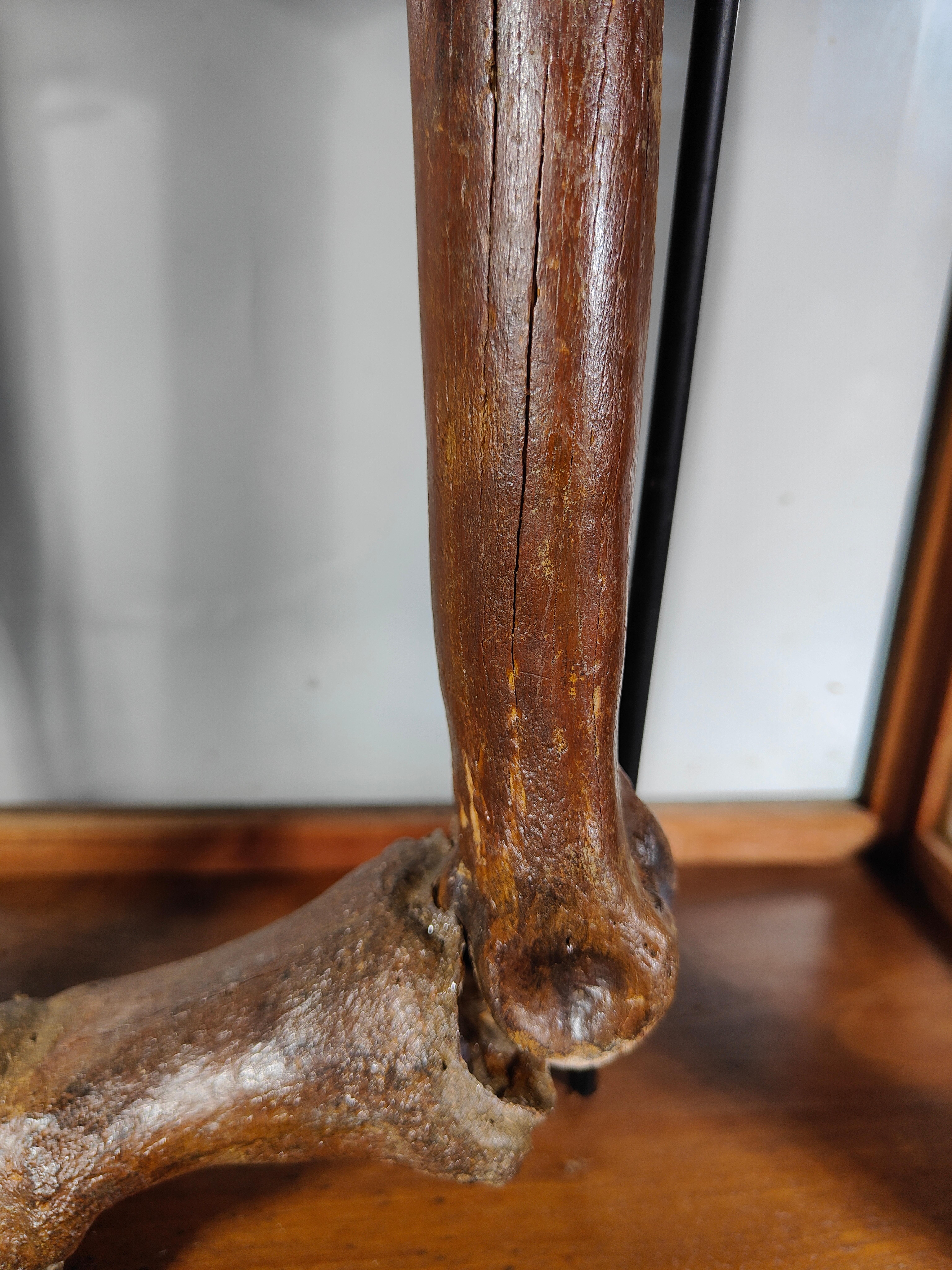 Fossilized Horse Leg. Equus Sp., Pleistocene, Florida, USA For Sale 2