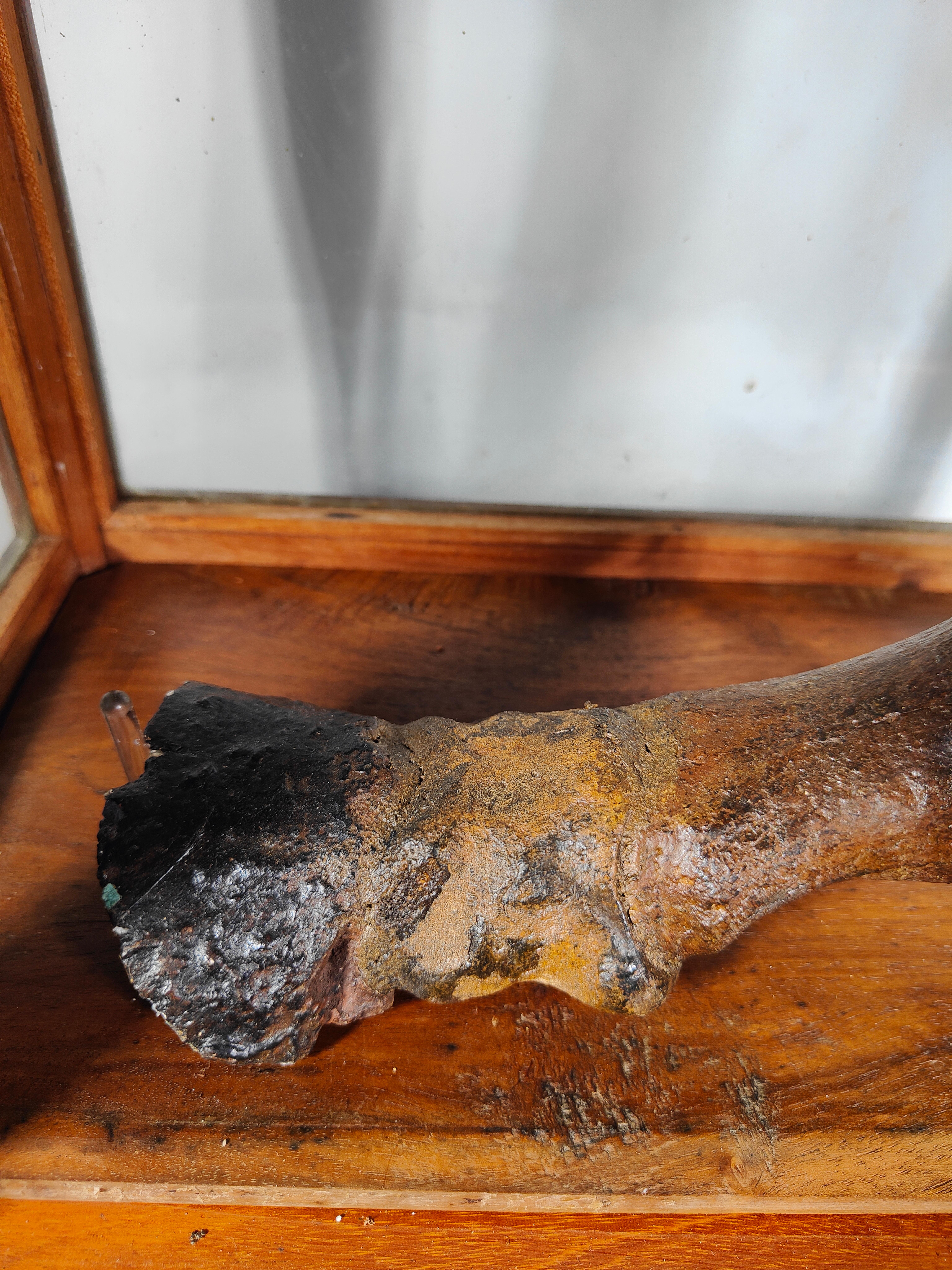 Fossilized Horse Leg. Equus Sp., Pleistocene, Florida, USA For Sale 3