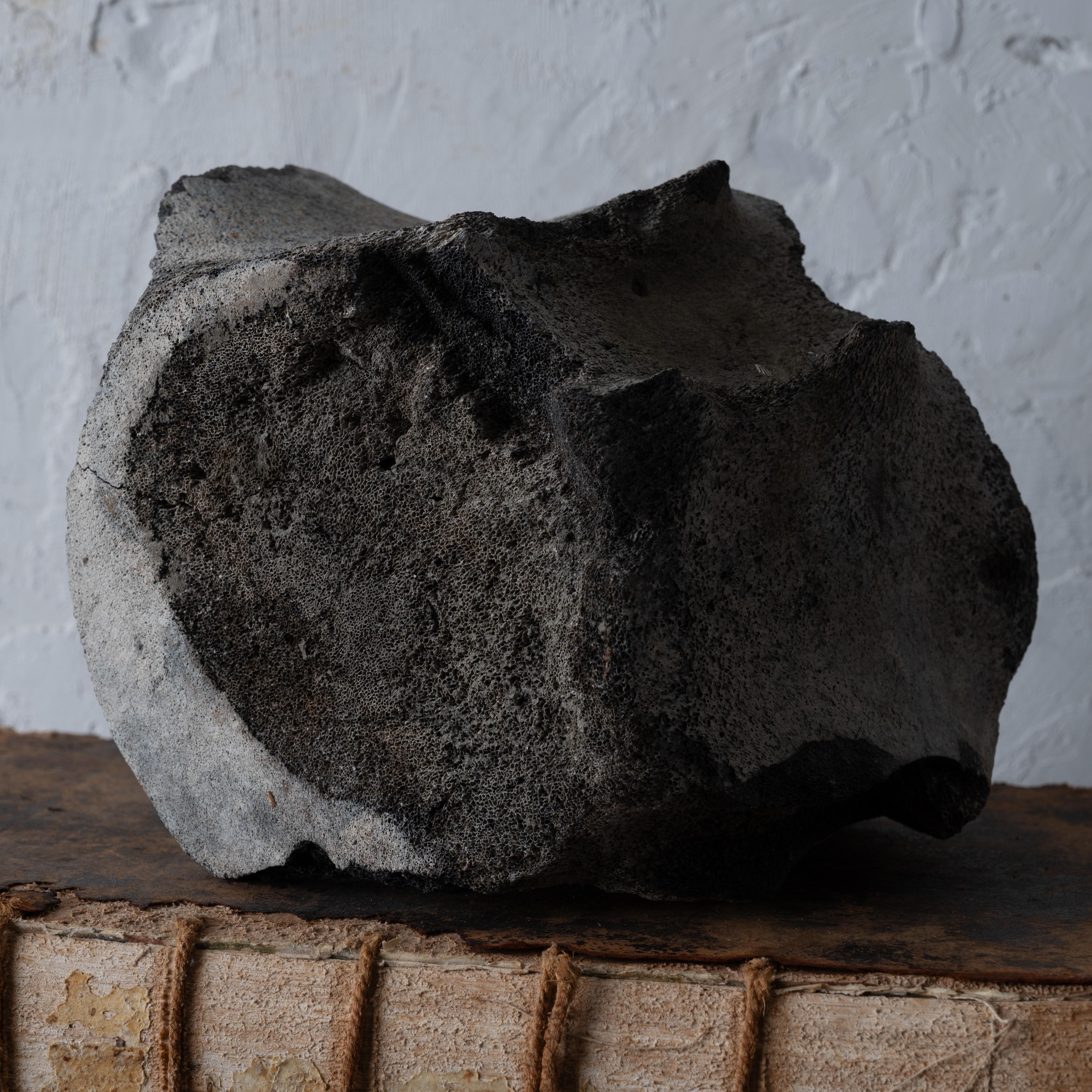 A Fossilized Whale Vertebrae For Sale 6