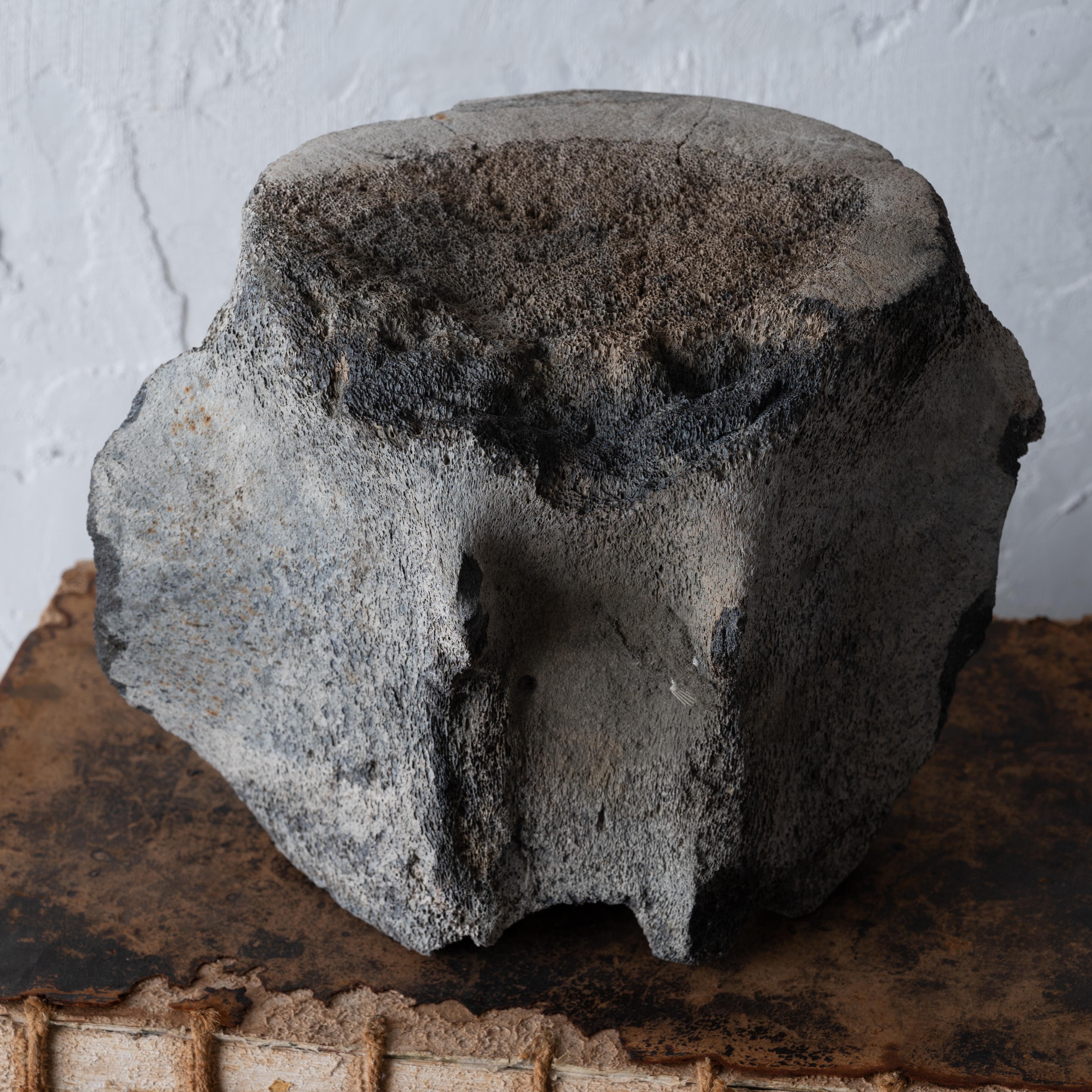 19th Century A Fossilized Whale Vertebrae For Sale