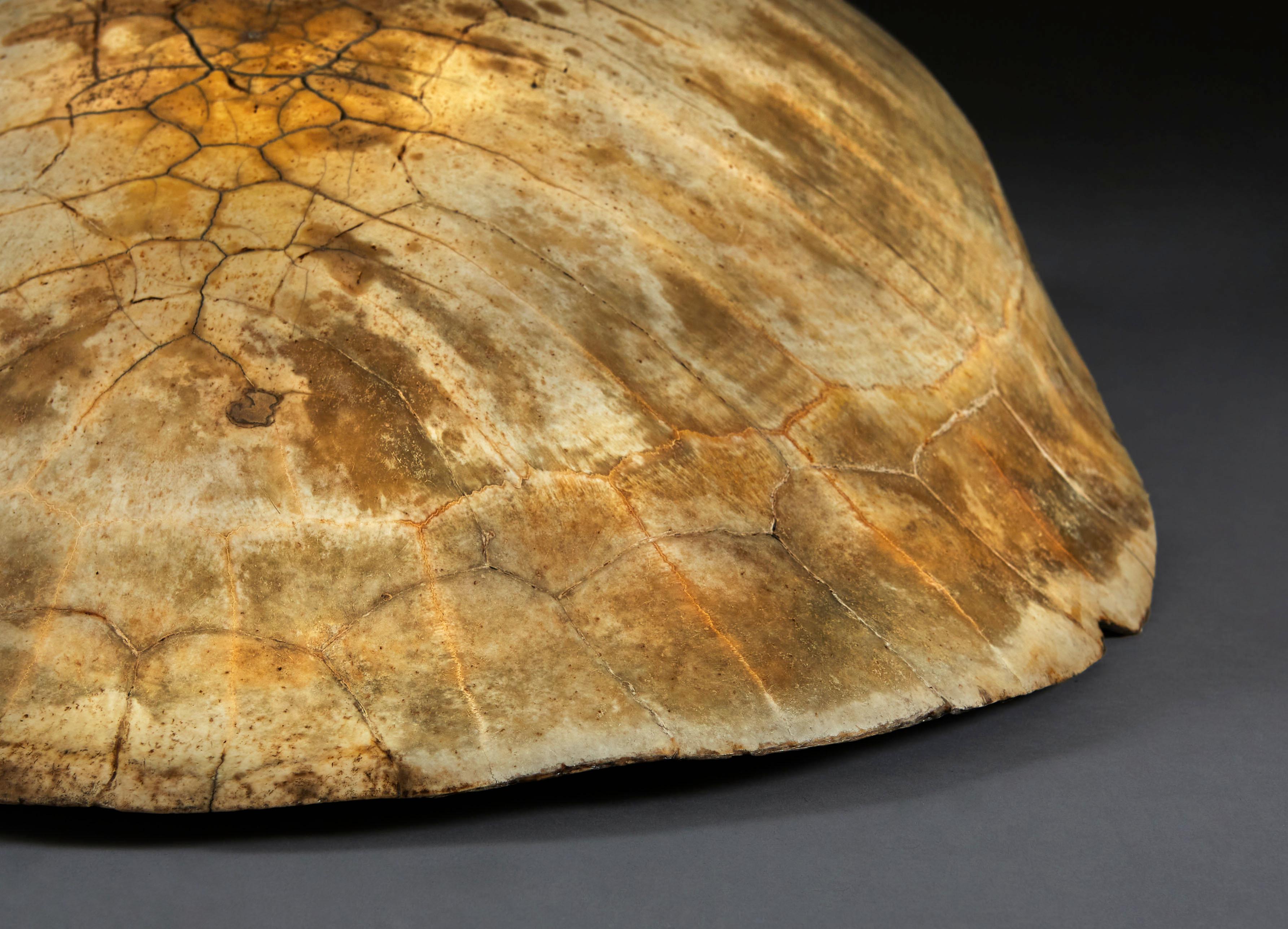 A giant South American river turtle shell (often mistakenly referred to as an ‘albino’ or a ‘loggerhead’ turtle), with white and pale coloring.