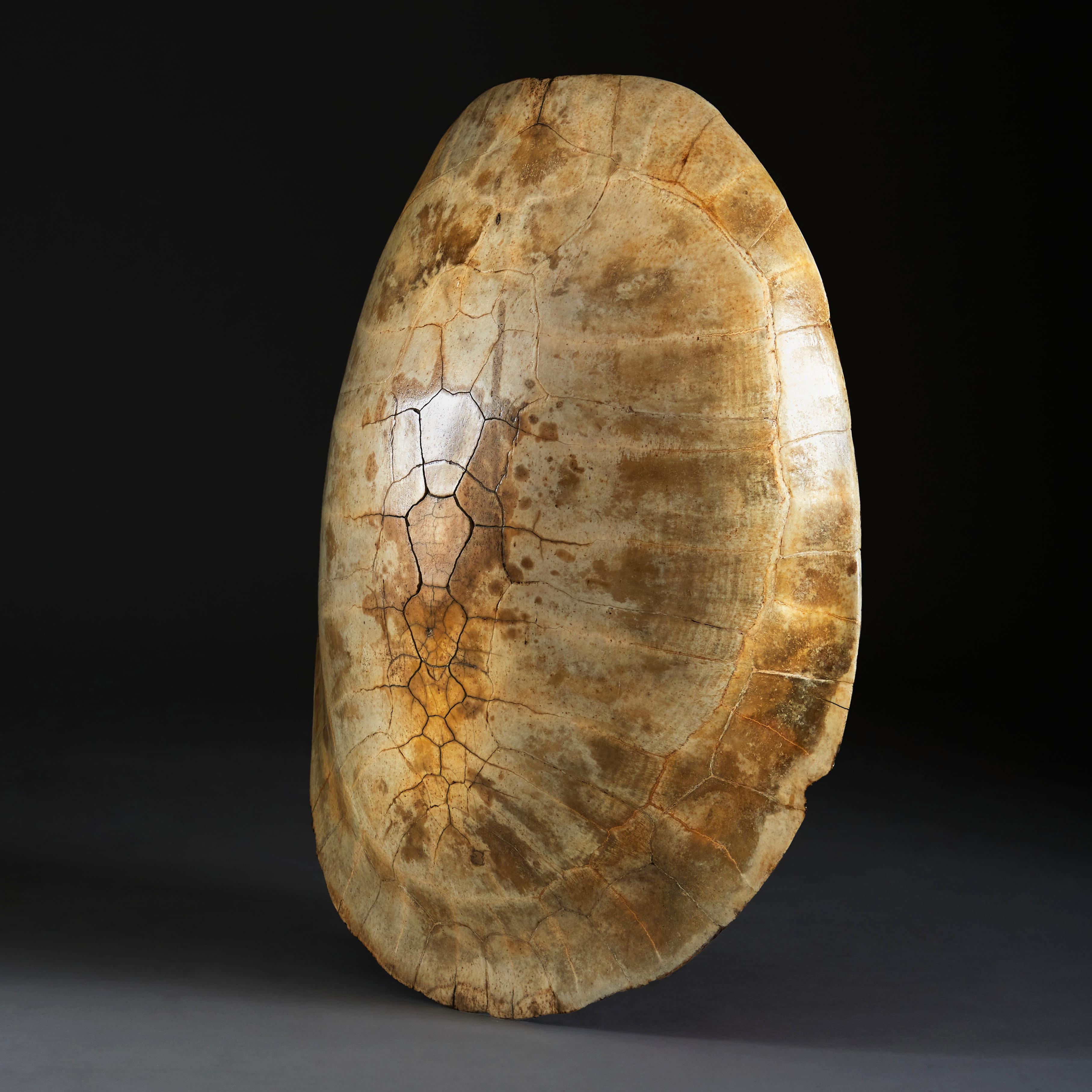 Giant White River Turtle Shell, South American In Good Condition In London, GB