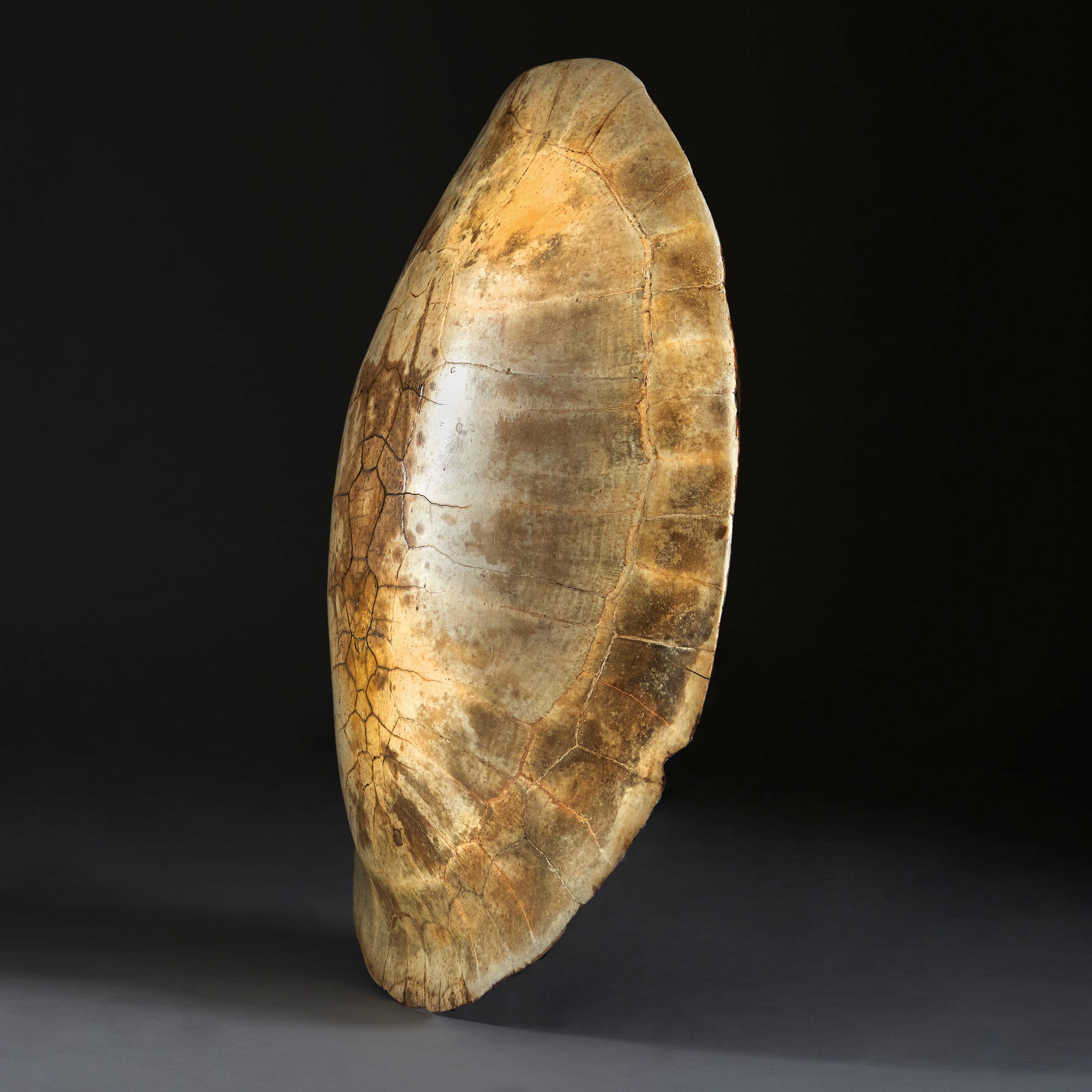 19th Century Giant White River Turtle Shell, South American