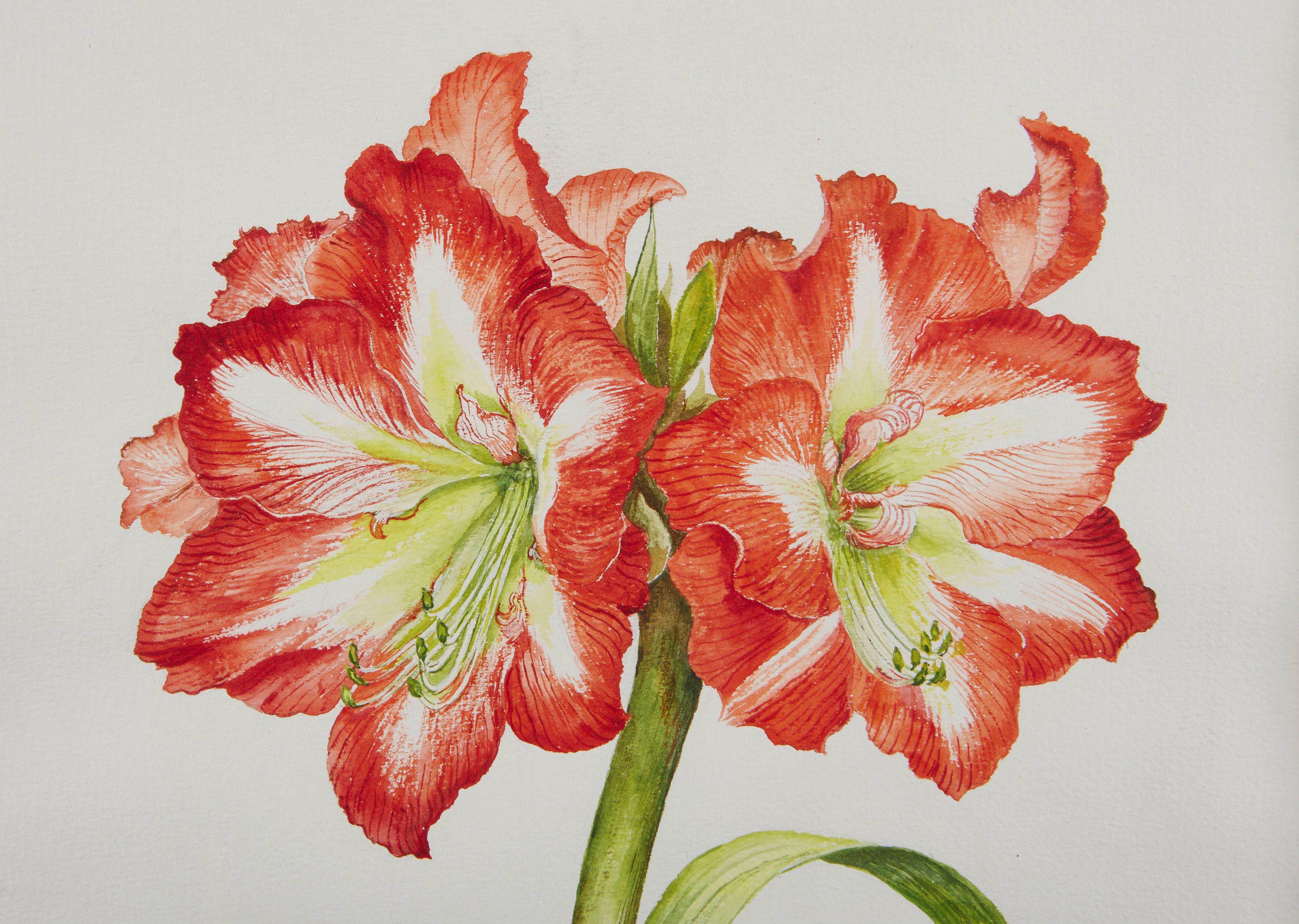 Gouache eines Amaryllis in Amaryllis im Zustand „Gut“ im Angebot in London, GB