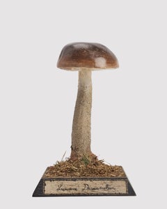 Group of 5 Mushrooms Model, Germany, 1890