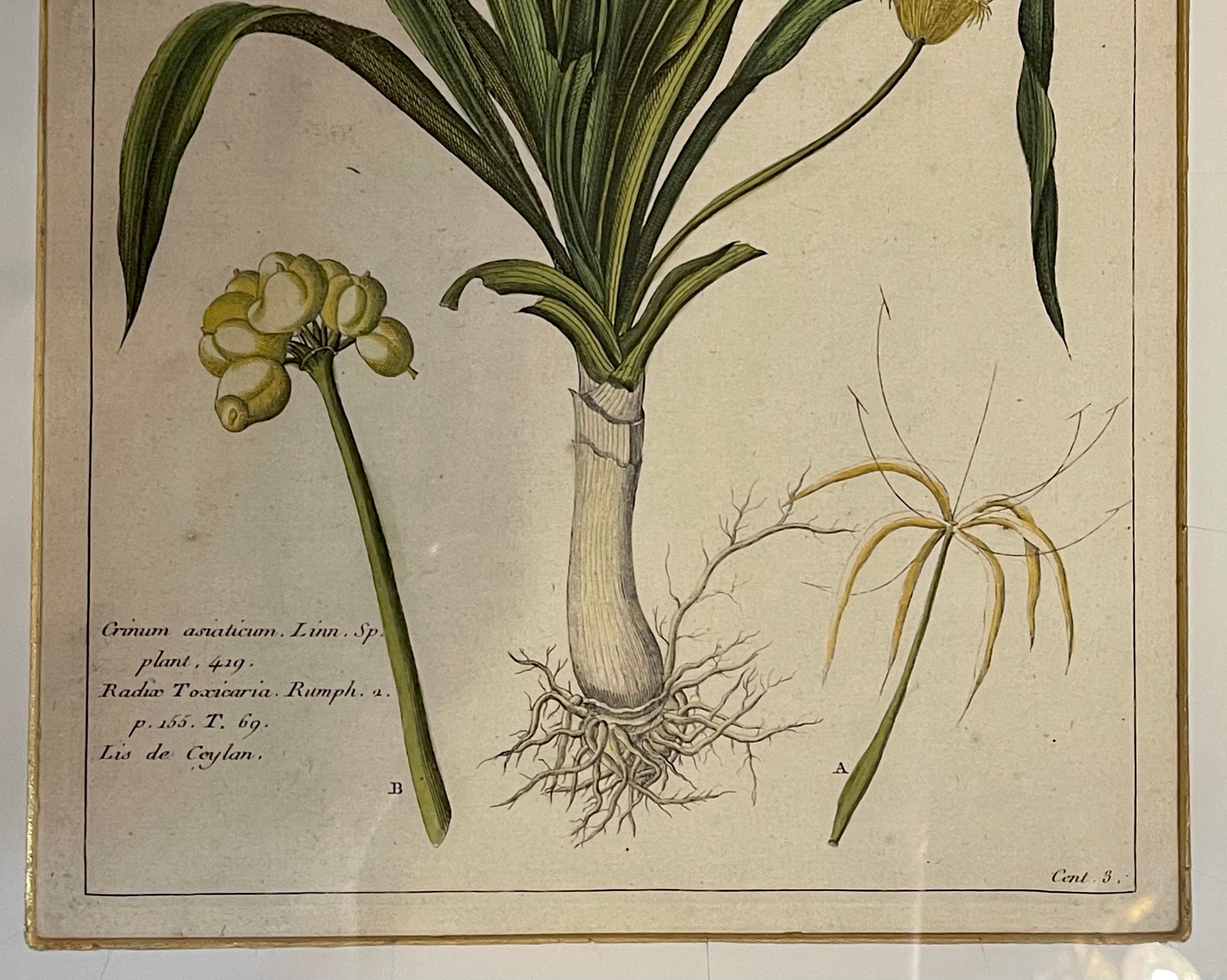 Group of Four Finely Matted and Framed Original Hand Colored Engravings 5