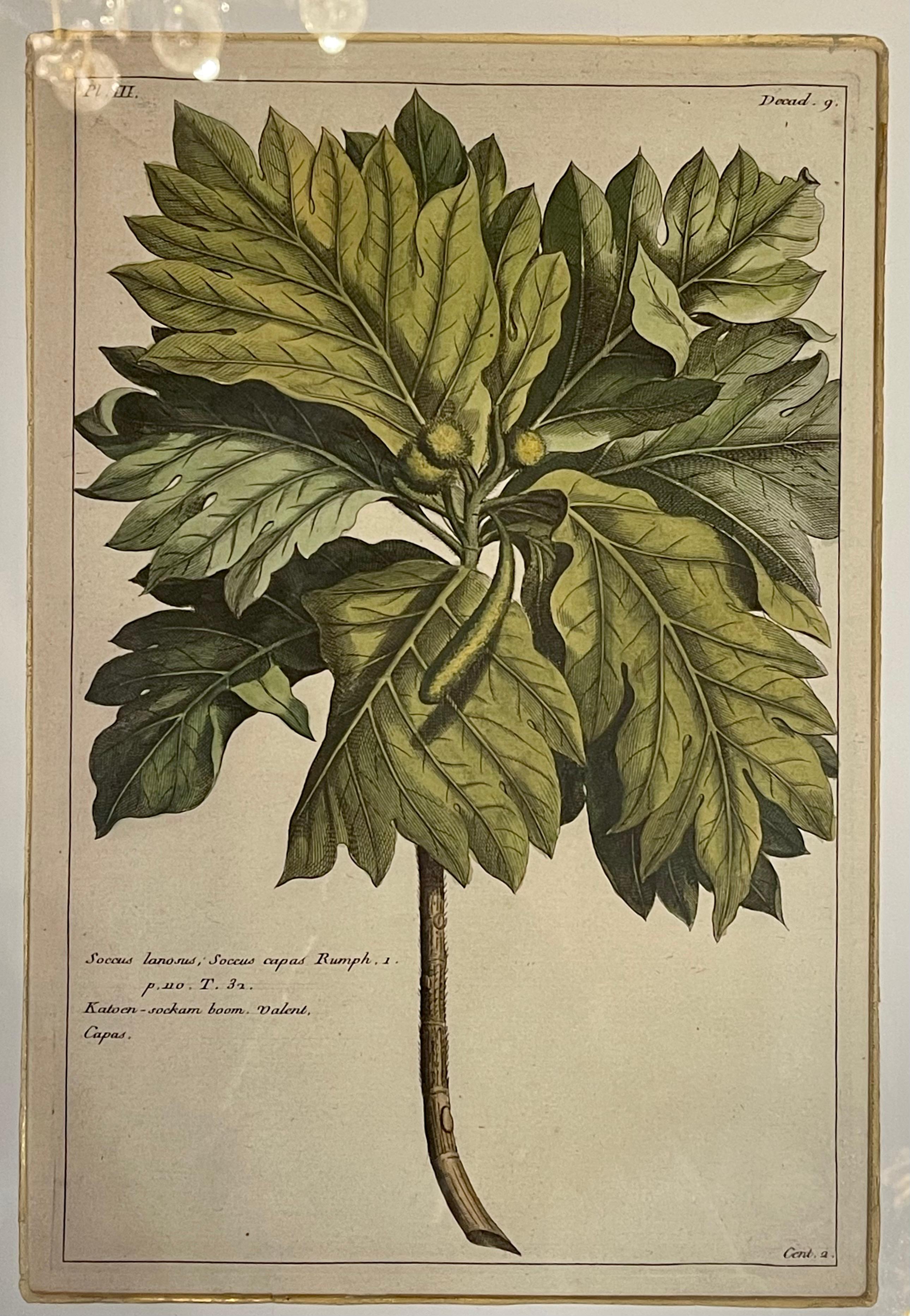 Group of Four Finely Matted and Framed Original Hand Colored Engravings 8