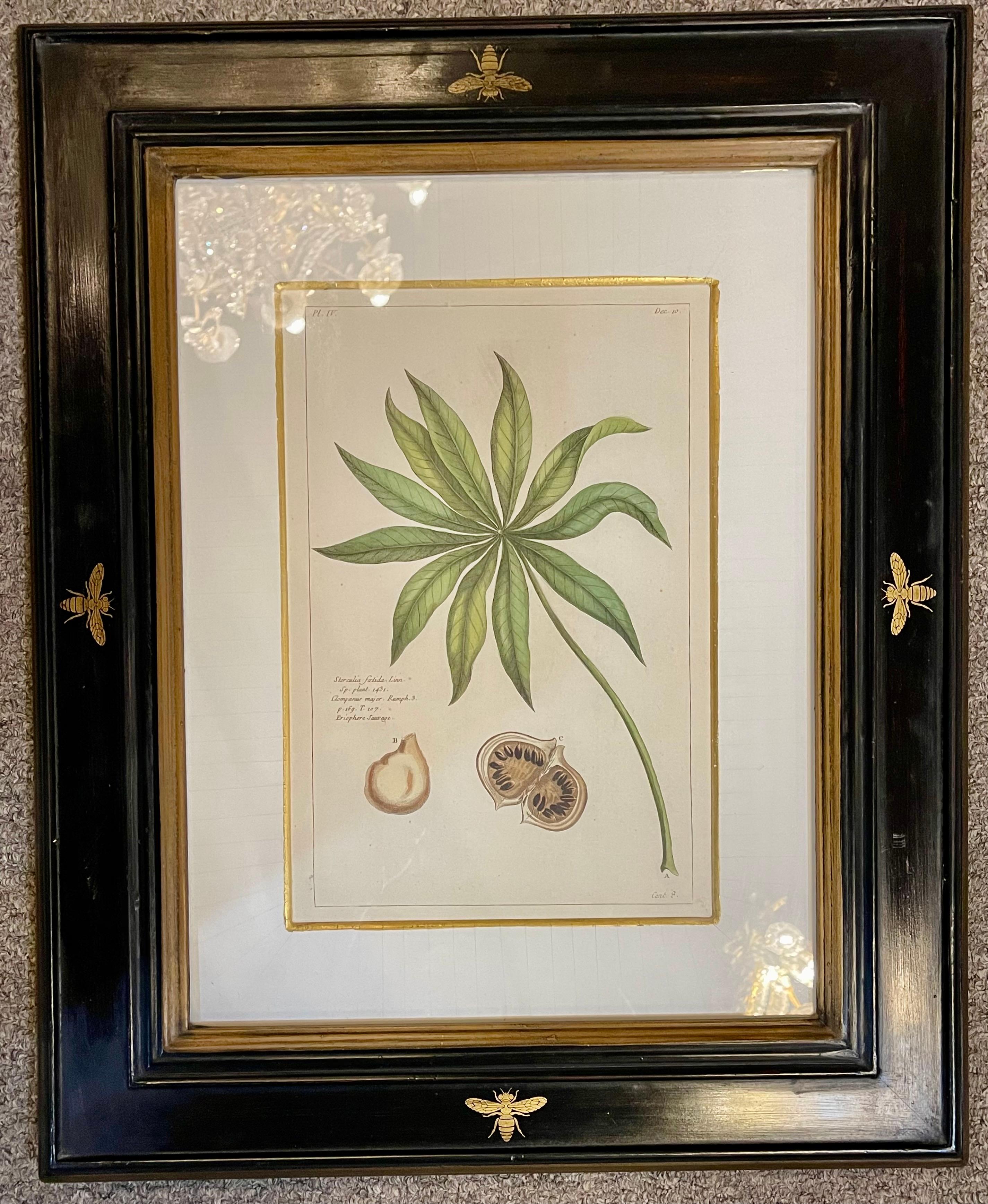 Ebonized Group of Four Finely Matted and Framed Original Hand Colored Engravings