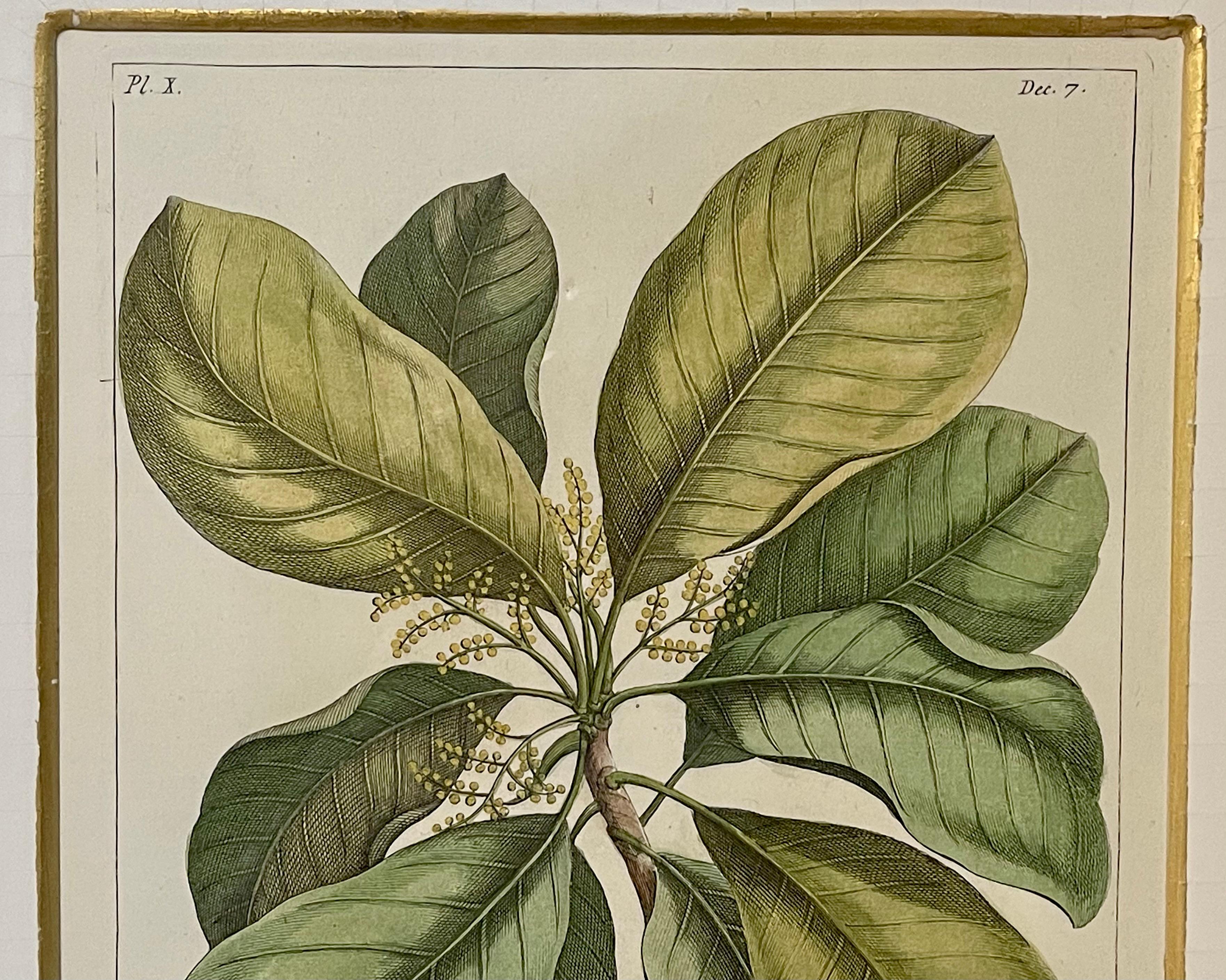 Wood Group of Four Finely Matted and Framed Original Hand Colored Engravings