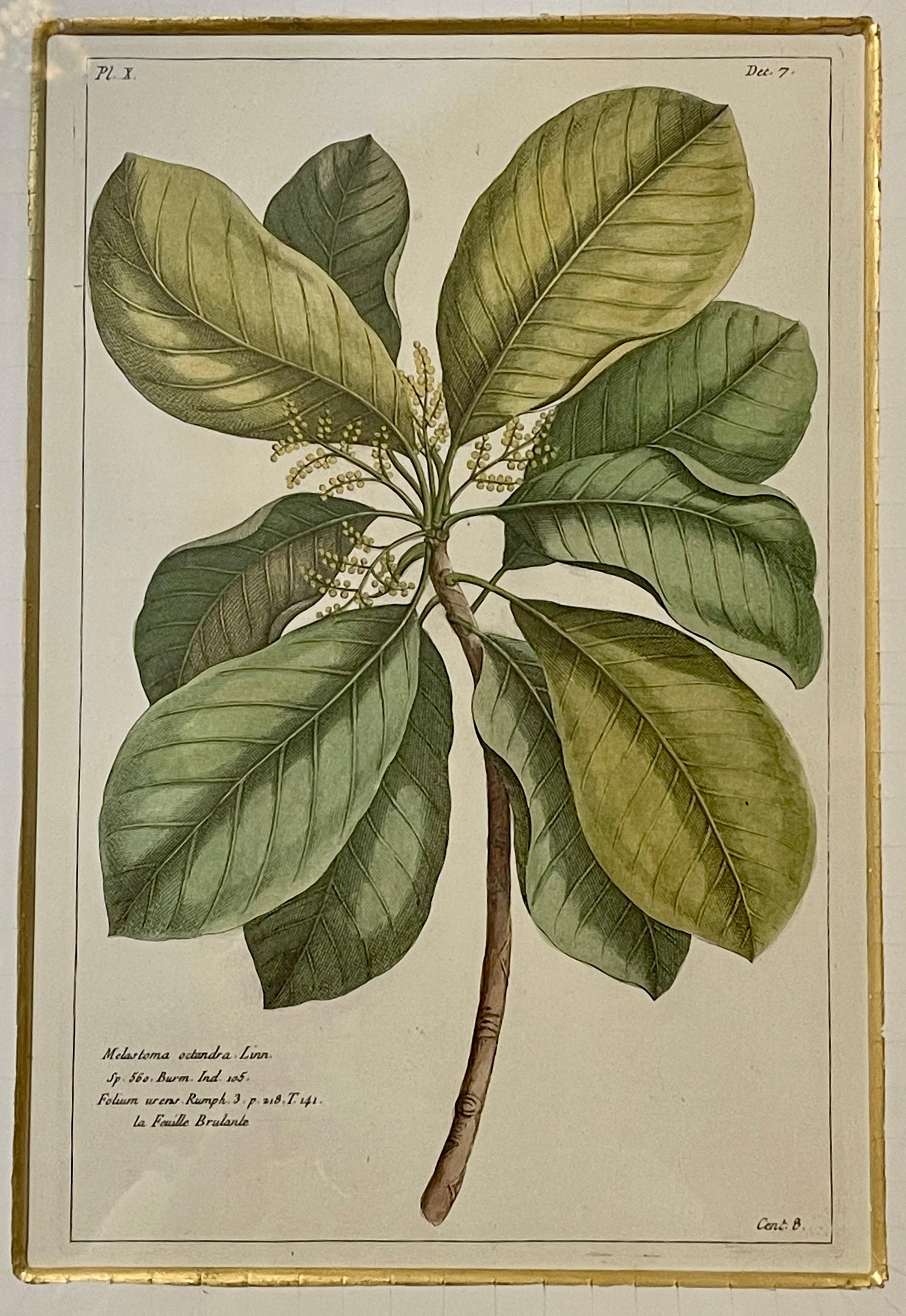 Group of Four Finely Matted and Framed Original Hand Colored Engravings 2