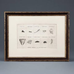 Group of 12 Late 18th Century Satirical Prints of Women and Their Wigs