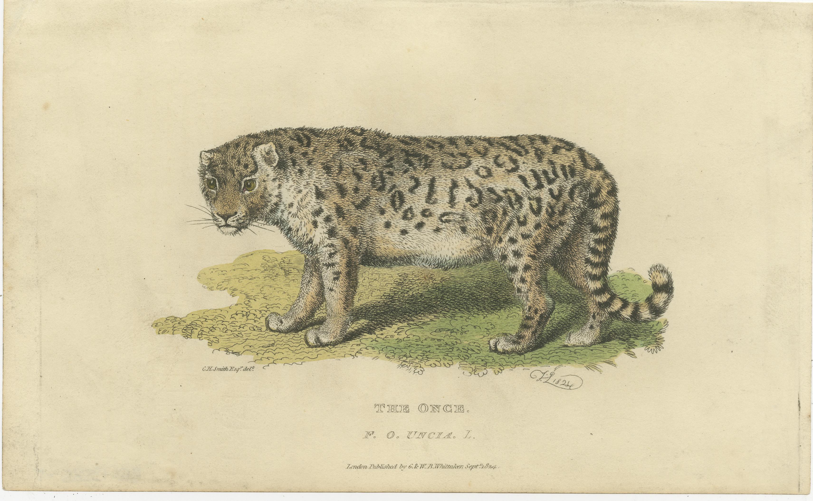 This engraving is a detailed depiction of a snow leopard, also known as an ounce (Panthera uncia). It shows the animal in a profile view, allowing for a clear observation of its physical characteristics, such as the thick fur, powerful build, and