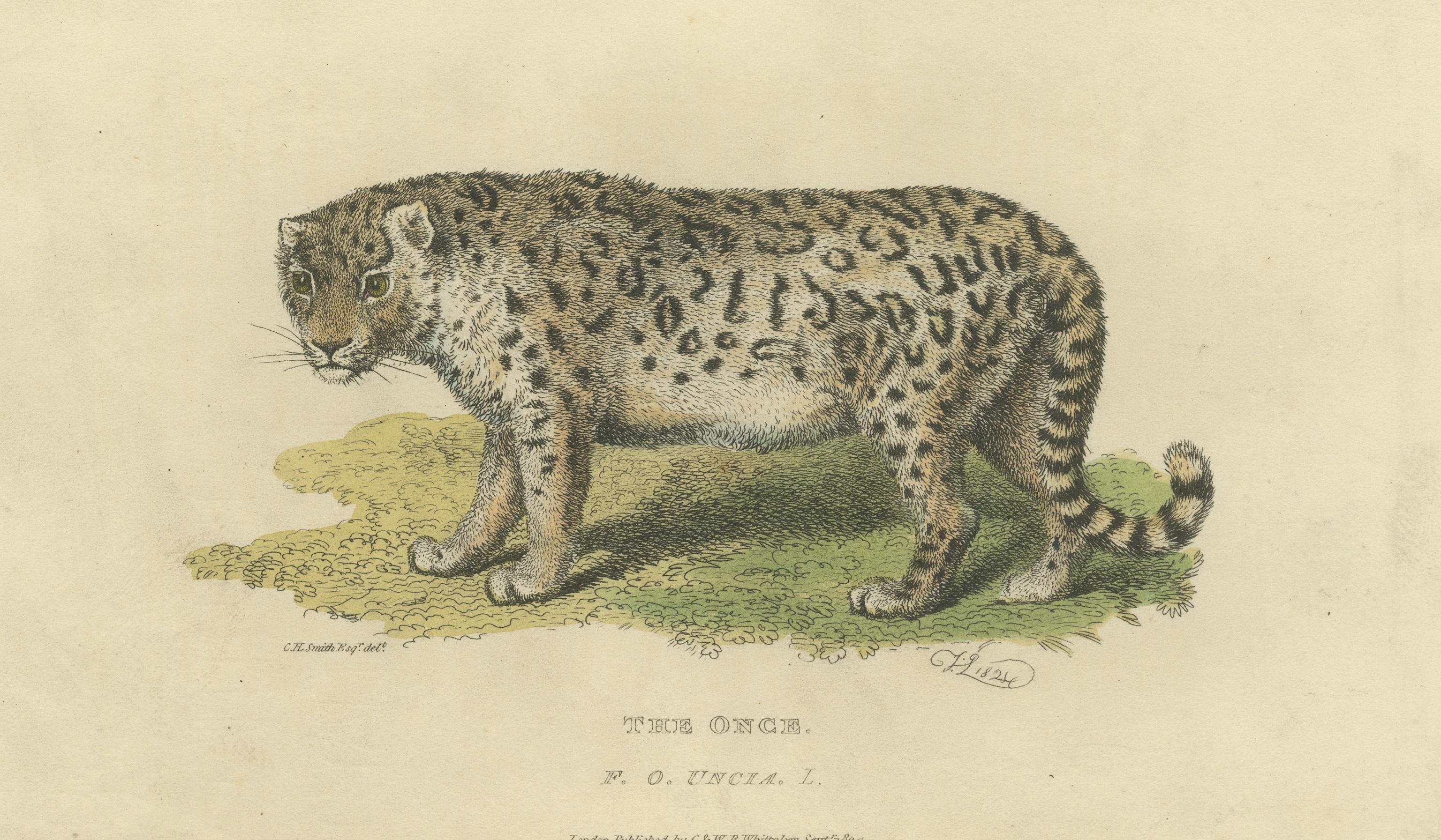 Engraved A Hand-Colored Illustration of the Snow Leopard or Once, 1824 For Sale