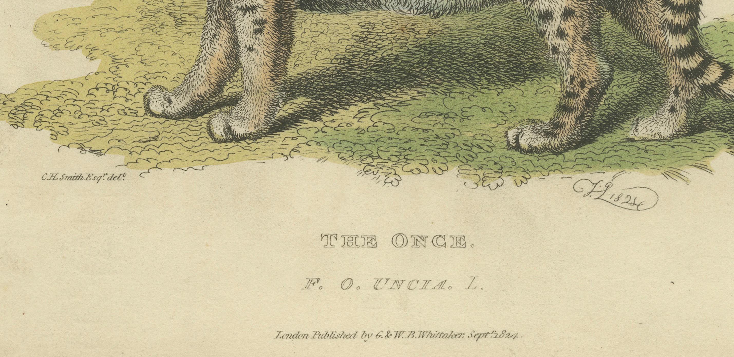A Hand-Colored Illustration of the Snow Leopard or Once, 1824 In Good Condition For Sale In Langweer, NL