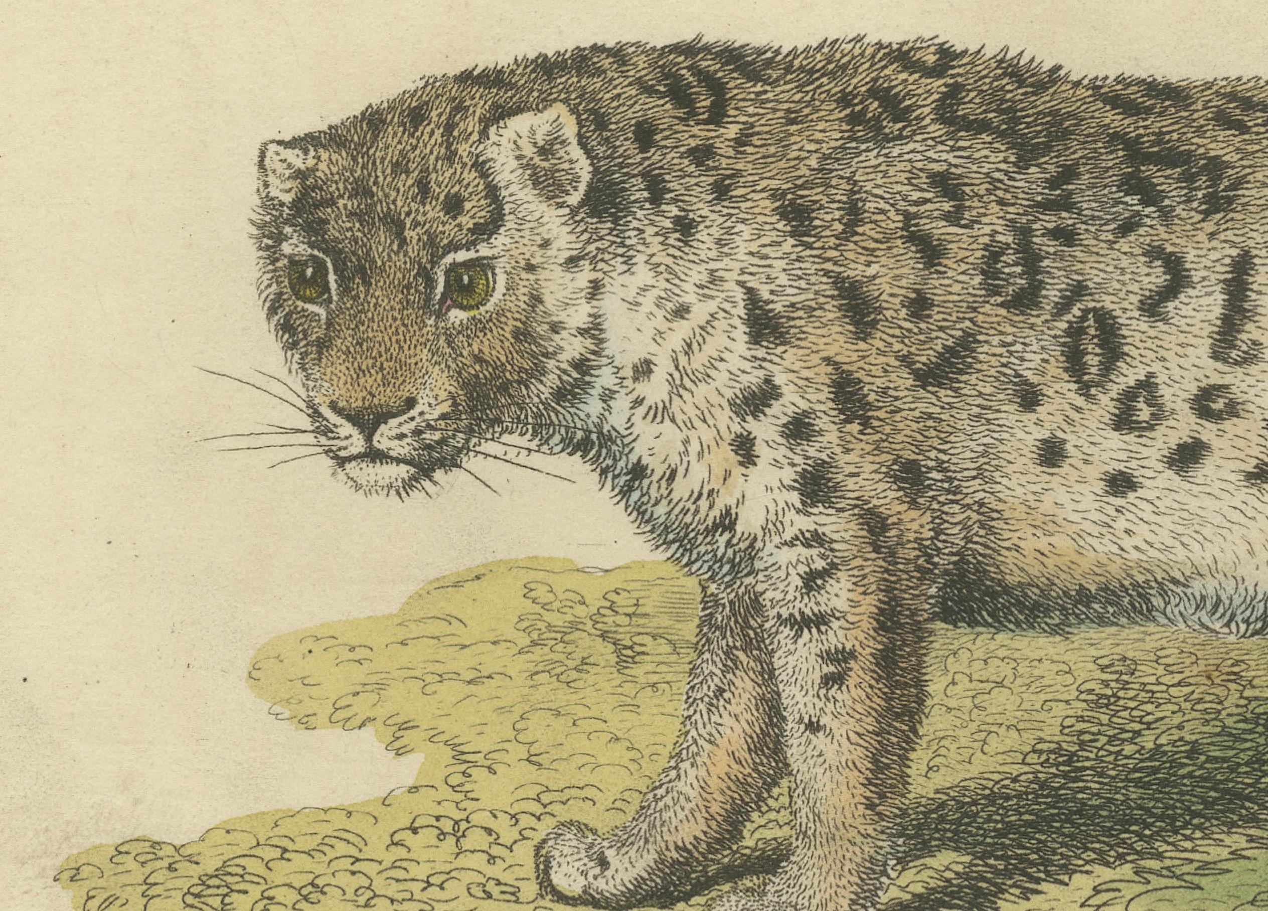19th Century A Hand-Colored Illustration of the Snow Leopard or Once, 1824 For Sale