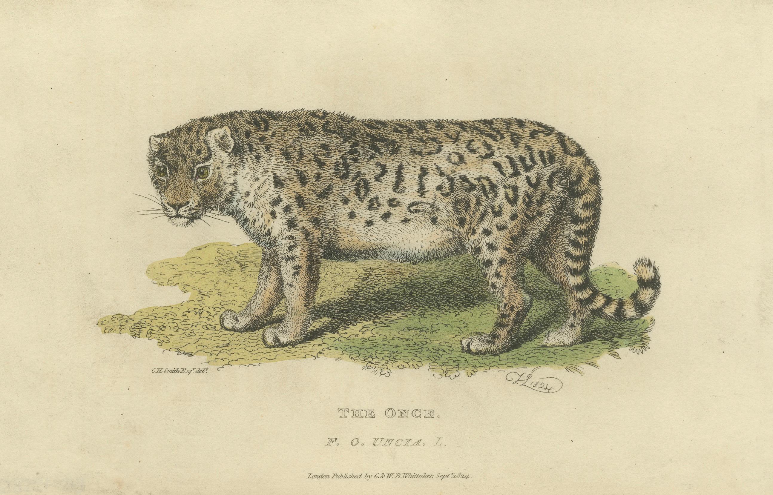 Paper A Hand-Colored Illustration of the Snow Leopard or Once, 1824 For Sale