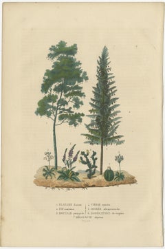 A Heritage of Flora: Original Antique Engraving of Diverse Plant Species, 1845