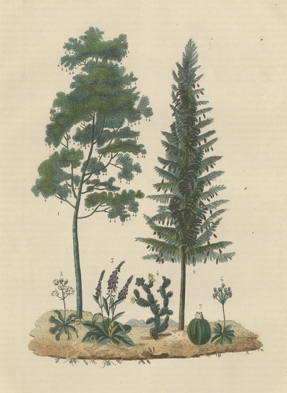 Engraved A Heritage of Flora: Original Antique Engraving of Diverse Plant Species, 1845 For Sale