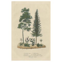 Un patrimonio di flora: Incisione originale antica di diverse specie di piante, 1845