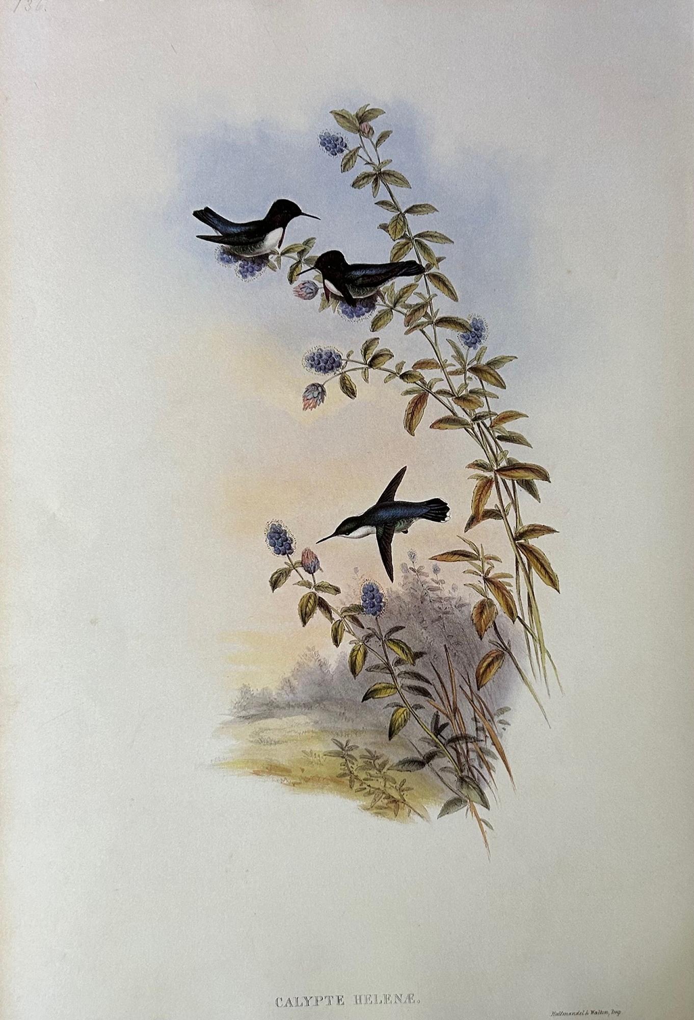 Conjunto muy decorativo de seis colibríes sin enmarcar de John Gould 3