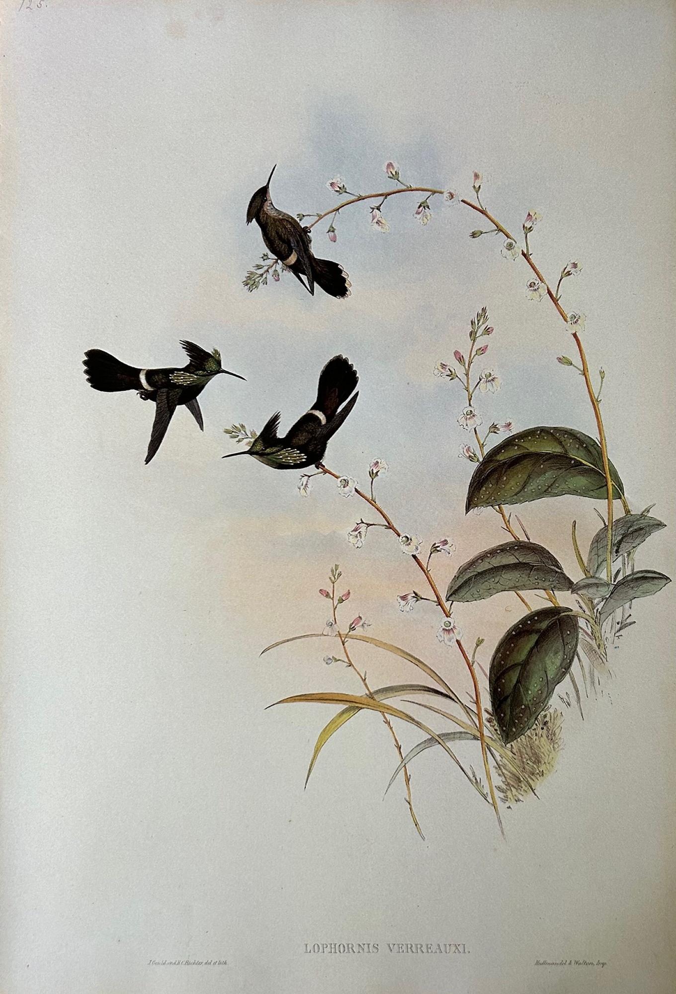 Conjunto muy decorativo de seis colibríes sin enmarcar de John Gould 4