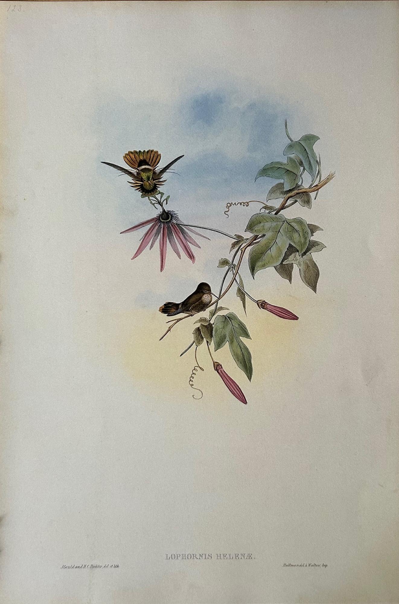 Conjunto muy decorativo de seis colibríes sin enmarcar de John Gould 5