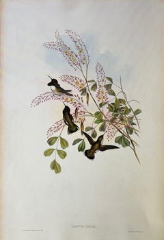 A Highly Decorative Set of Six Unframed John Gould's Humming Birds